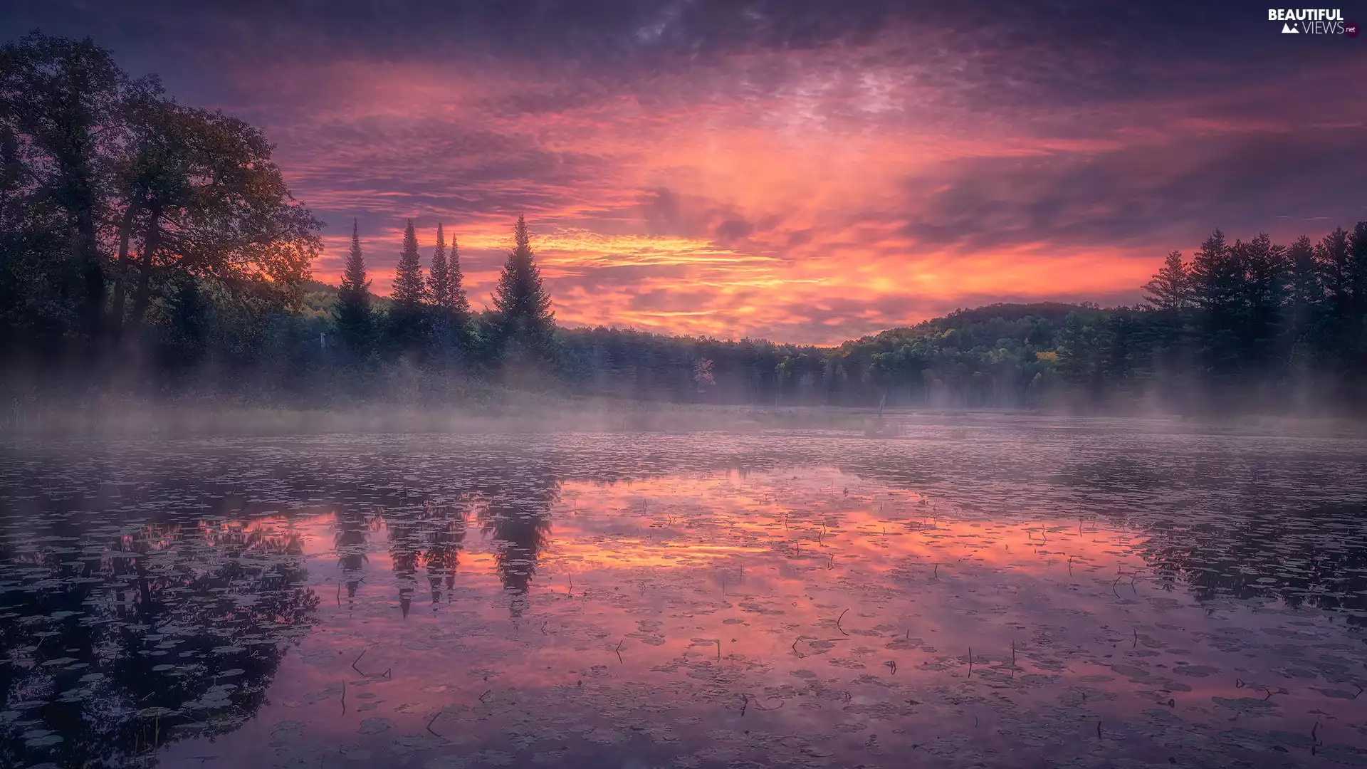 trees, Sunrise, Fog, reflection, viewes, lake