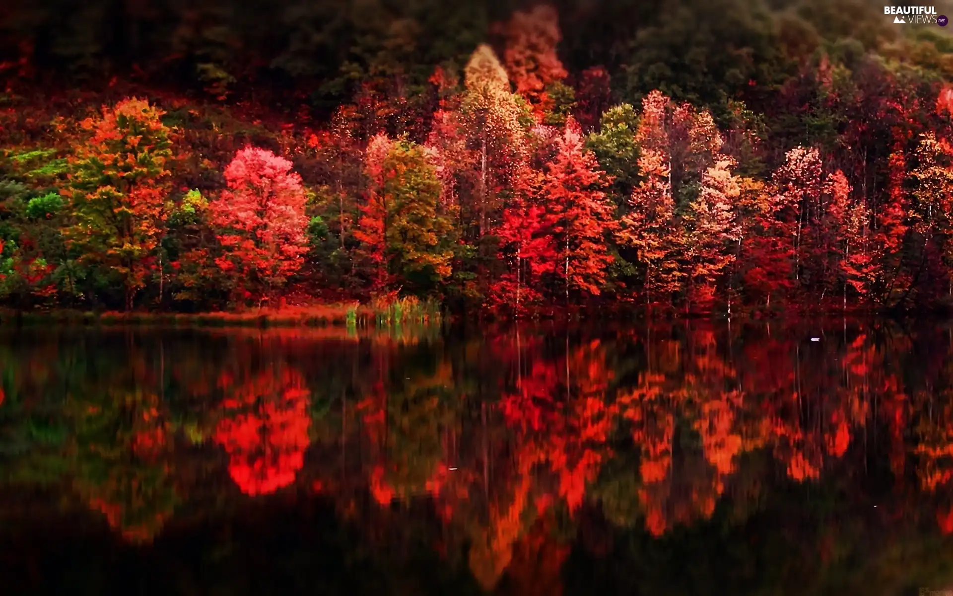 reflection, forest, lake