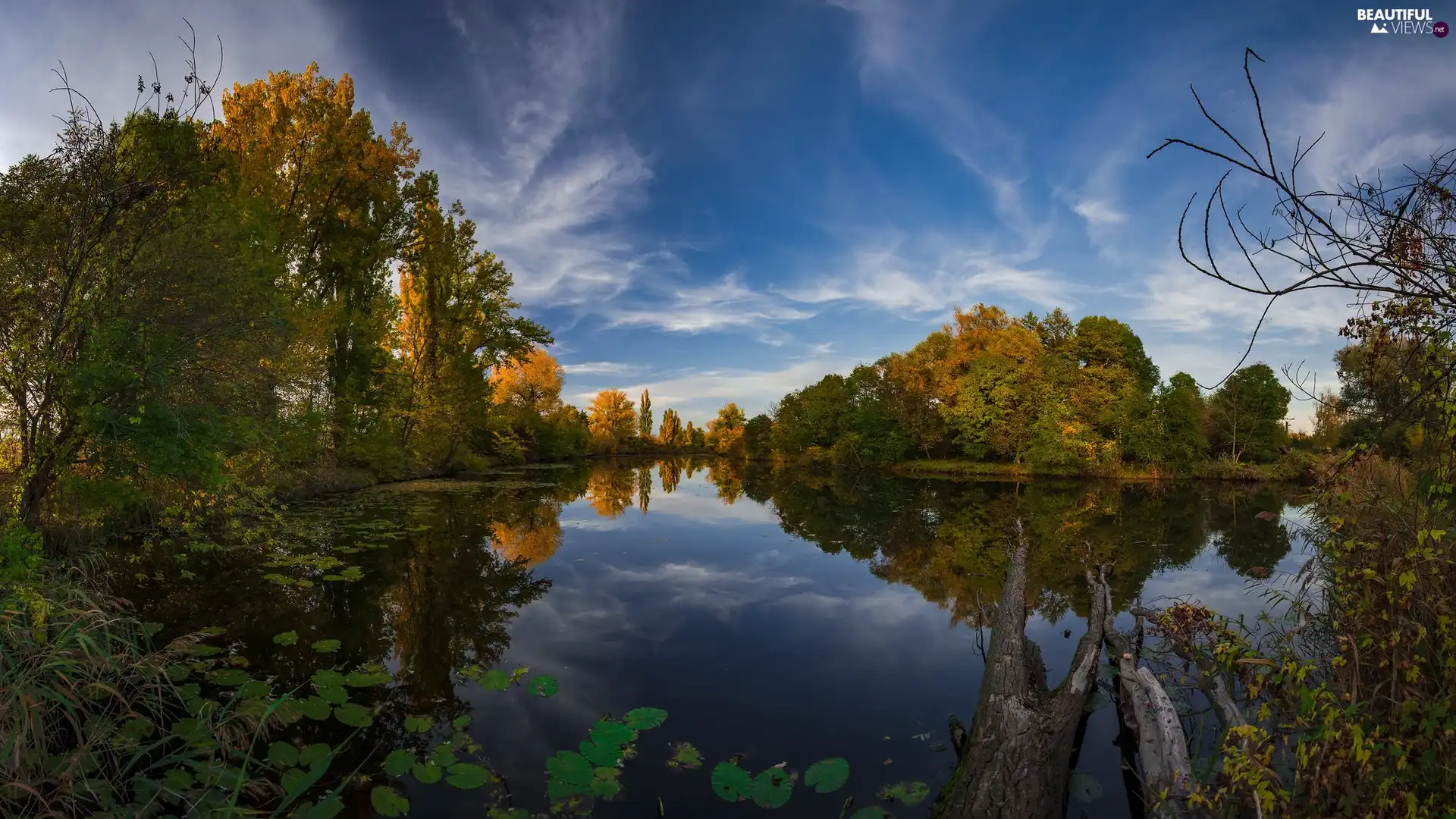 trees, autumn, Plants, reflection, viewes, lake