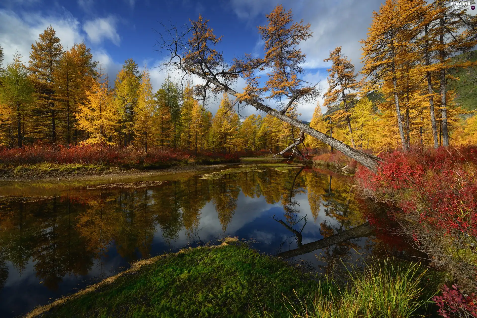 trees, autumn, clouds, reflection, viewes, River