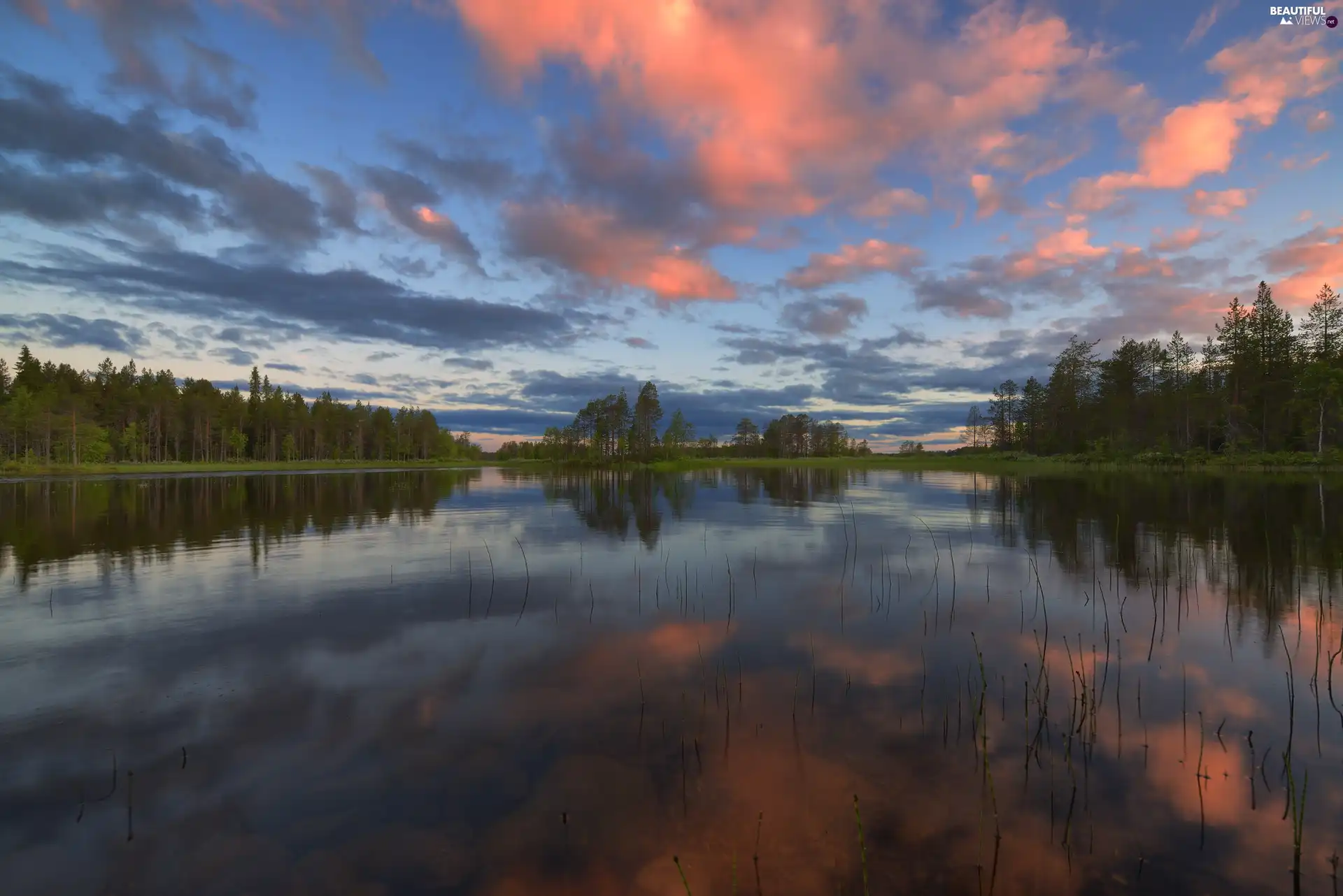 trees, lake, clouds, reflection, viewes, rushes