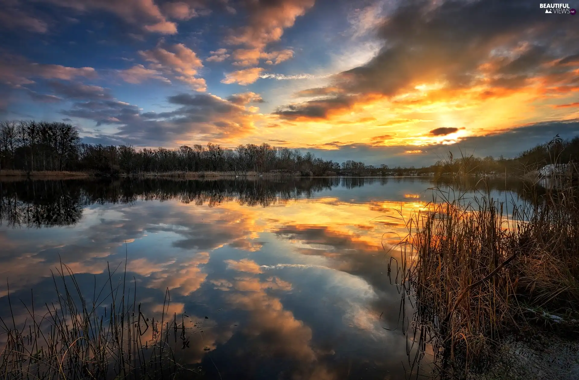 viewes, Great Sunsets, clouds, trees, lake, rushes, reflection
