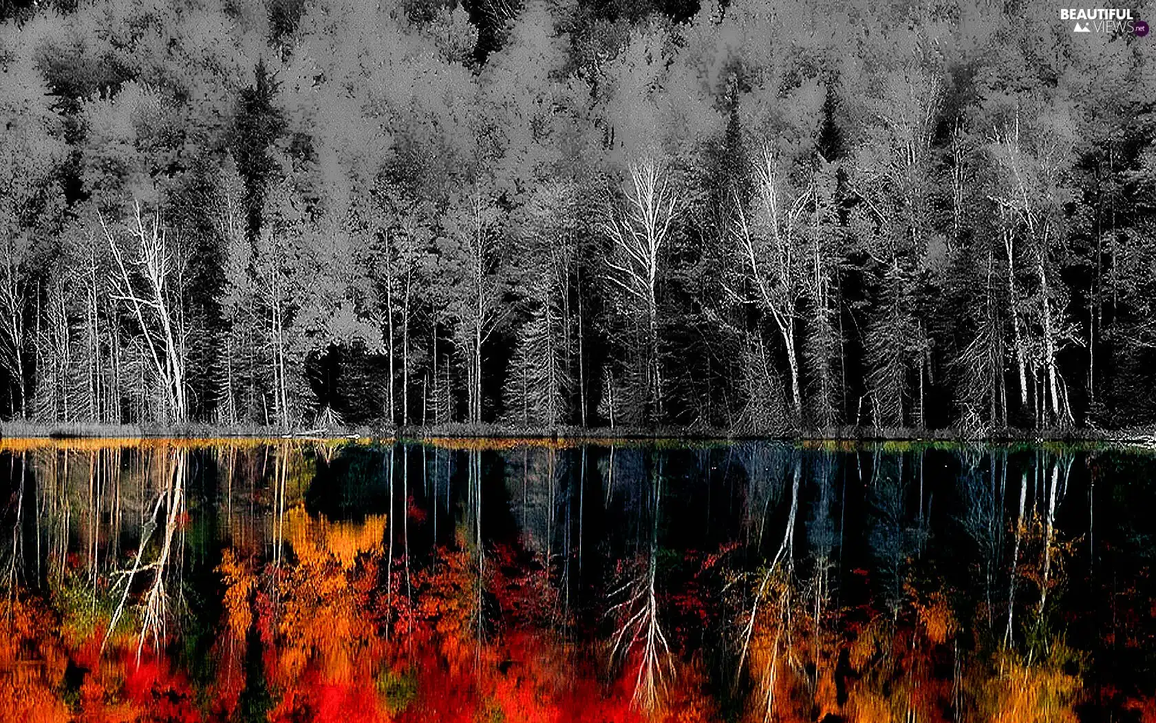 trees, color, reflection, viewes