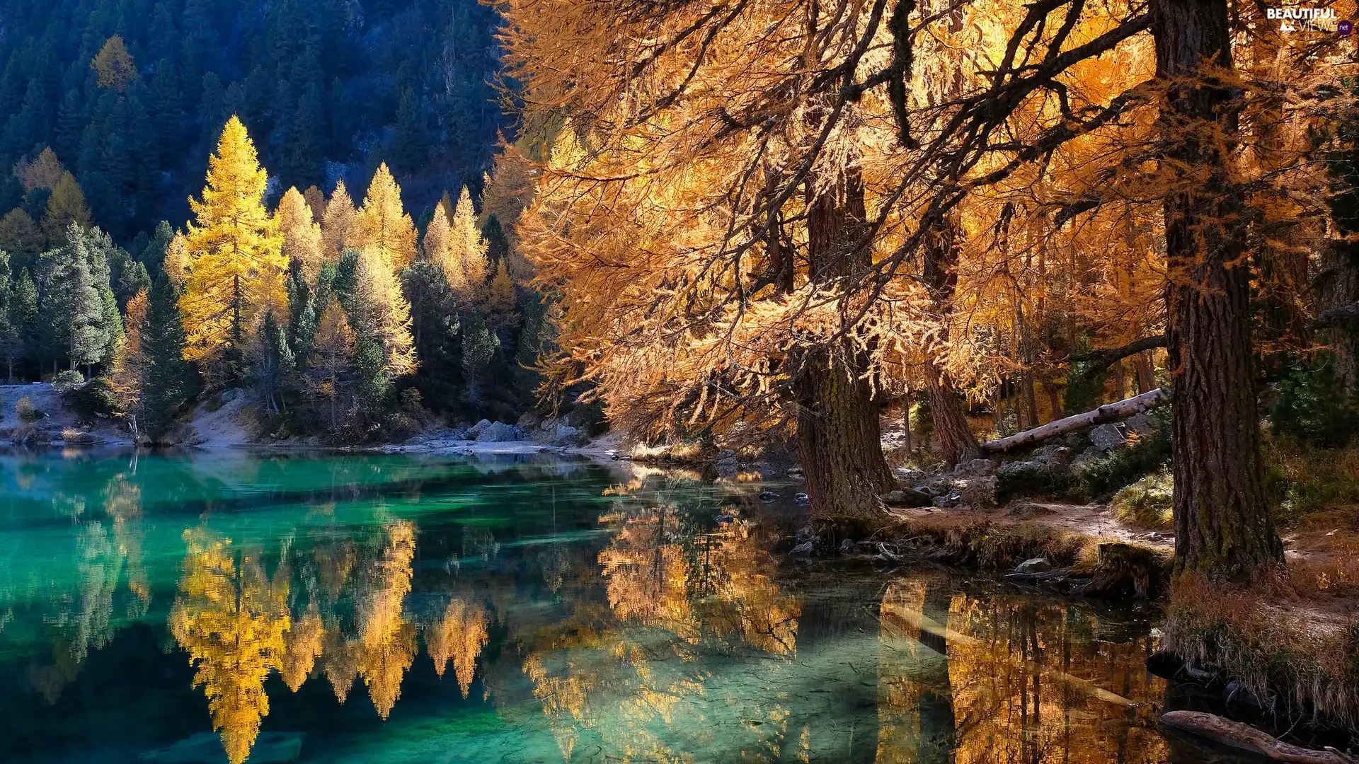 viewes, forest, lake, reflection, autumn, trees
