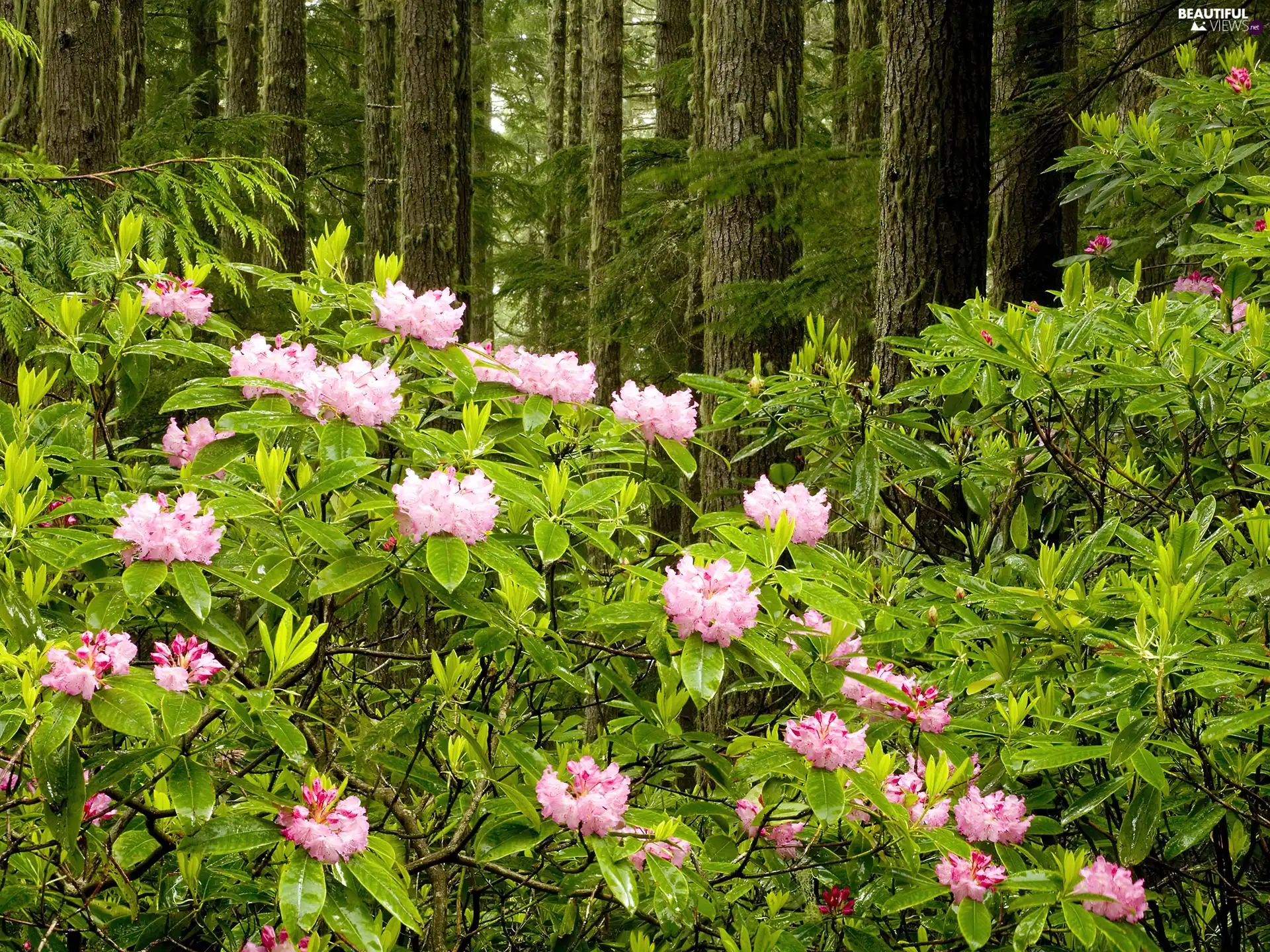 forest, rhododendron
