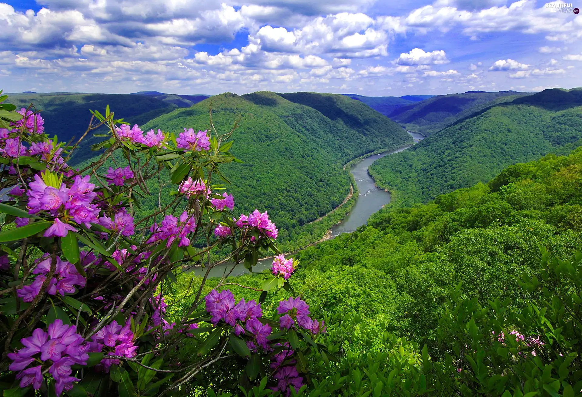Mountains, flower, rhododendron, River