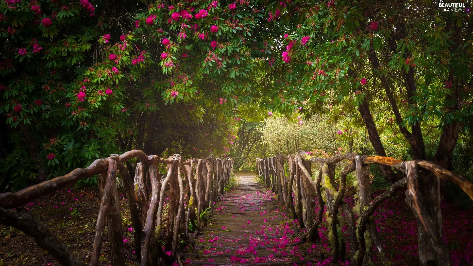 Path, Rhododendron, railing, fence, transition