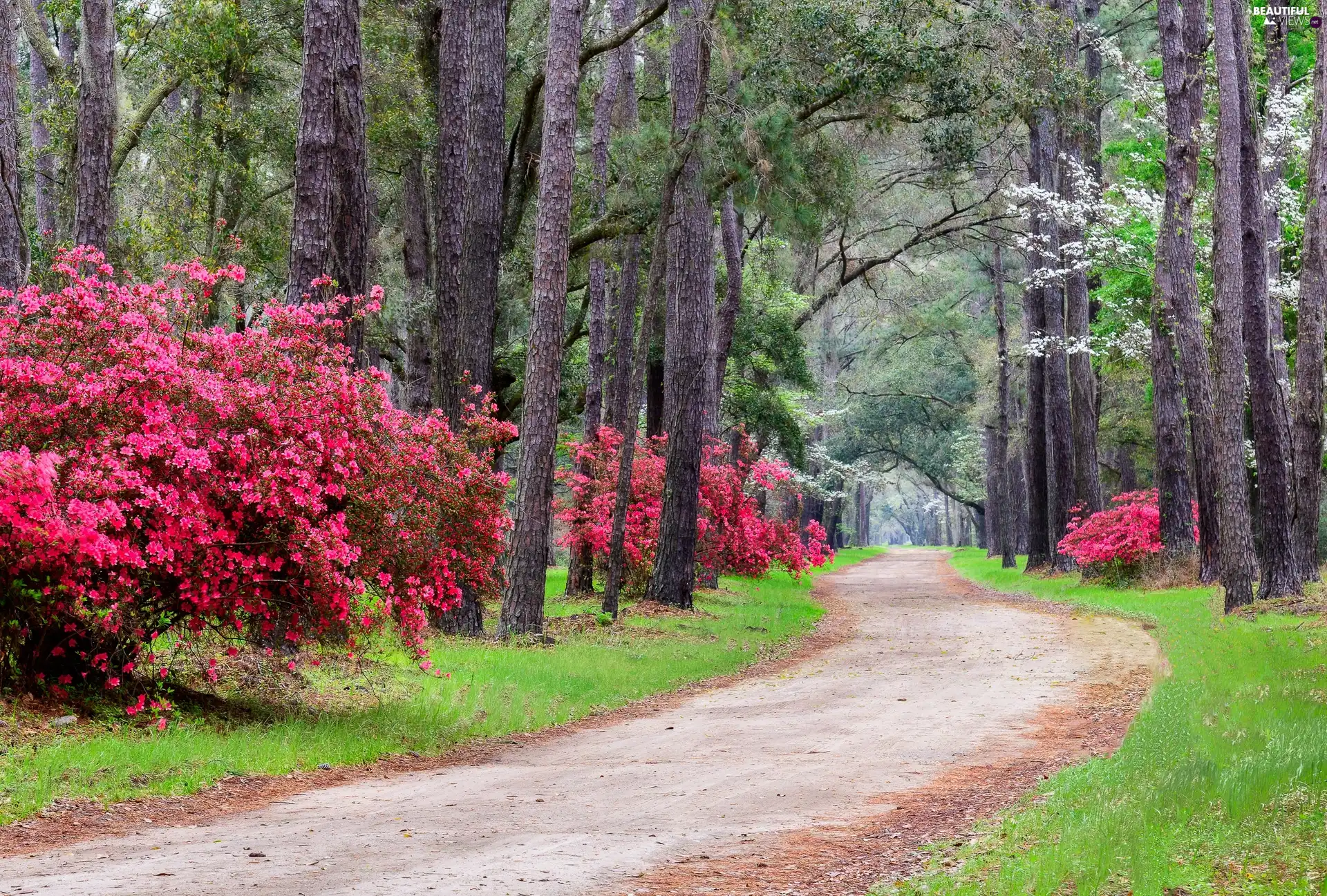 viewes, Rhododendron, Way, trees, Park