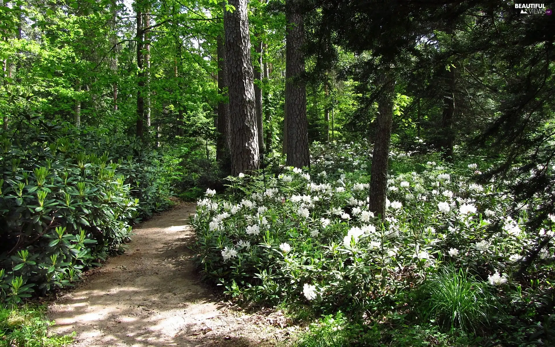 Rhododendrons, Path, forest