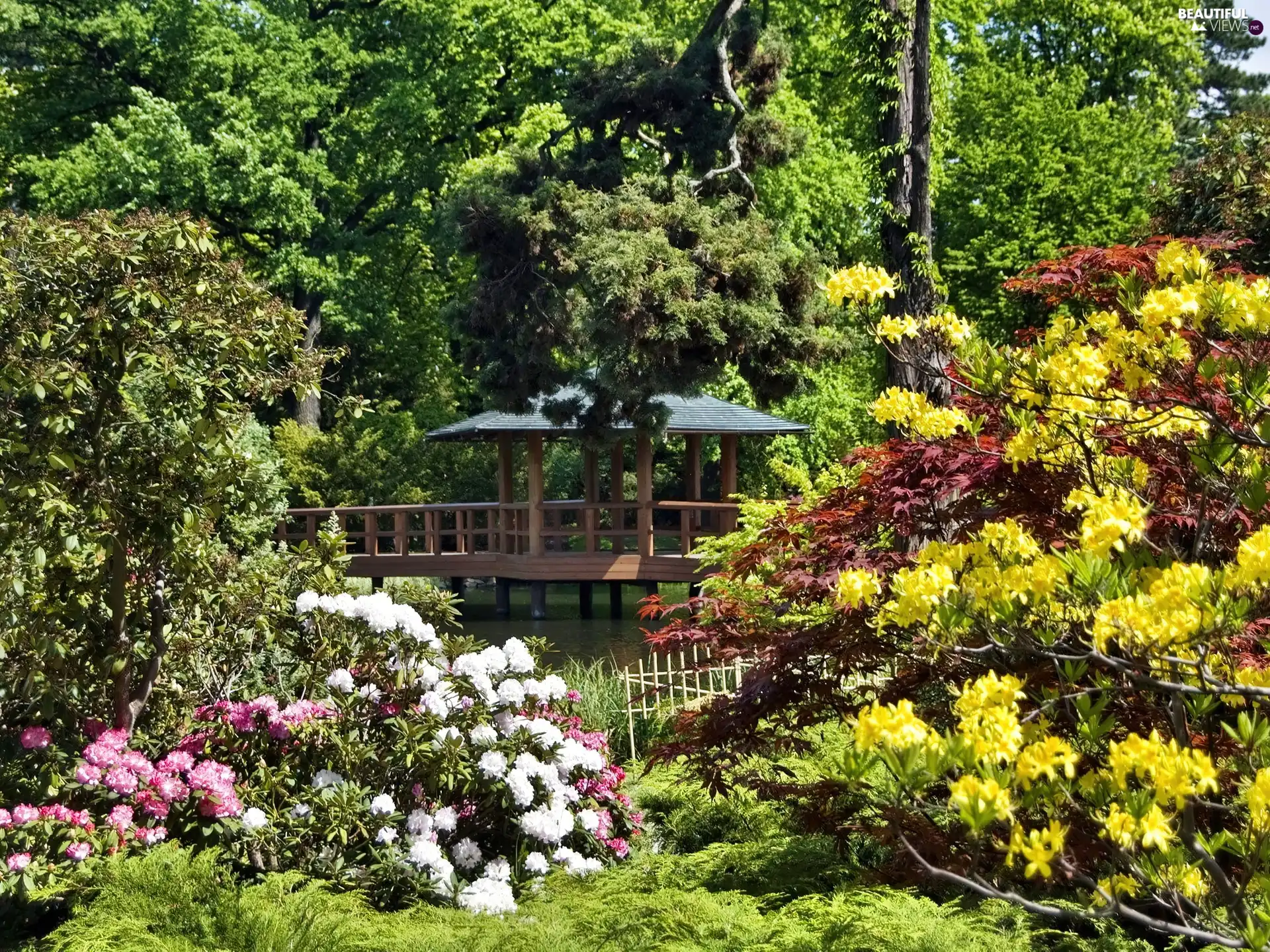Park, color, Rhododendrons, arbour