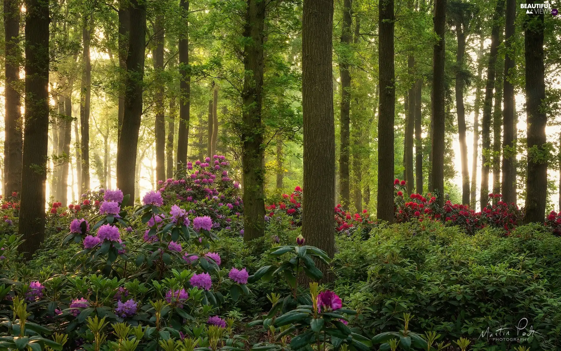 viewes, forest, Rhododendron, Rhododendrons, Bush, trees
