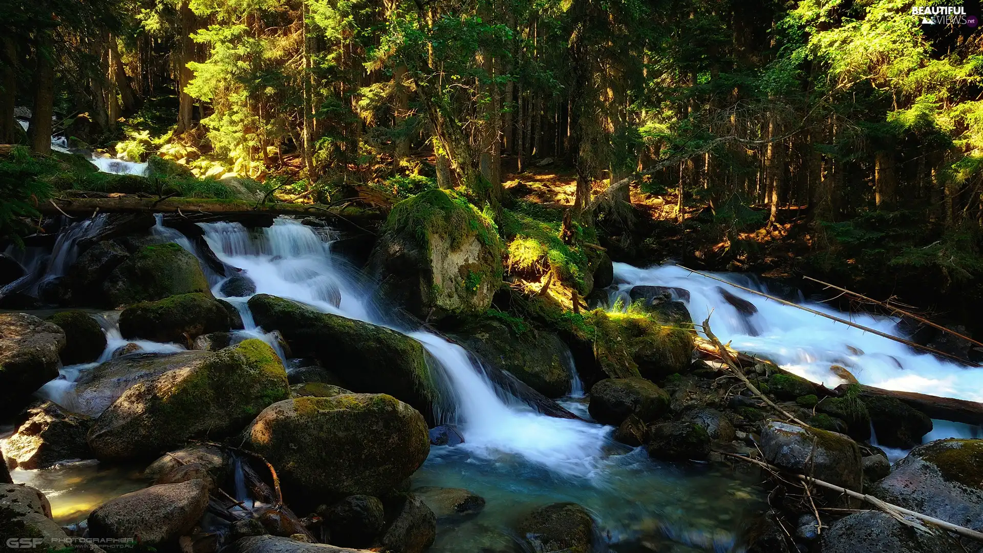 viewes, mossy, day, Stones, sunny, trees, forest, River