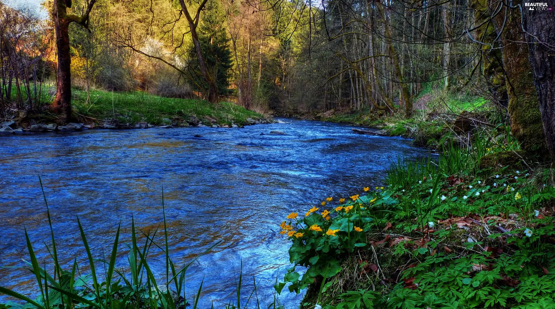 forest, River