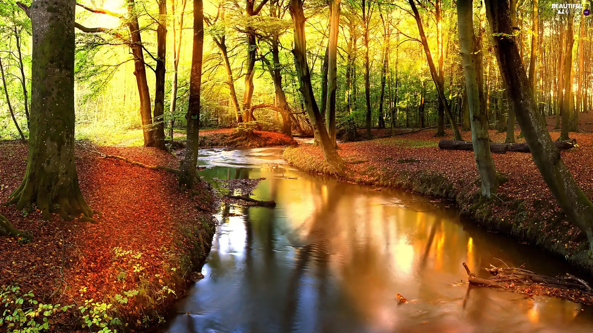 River, autumn, forest