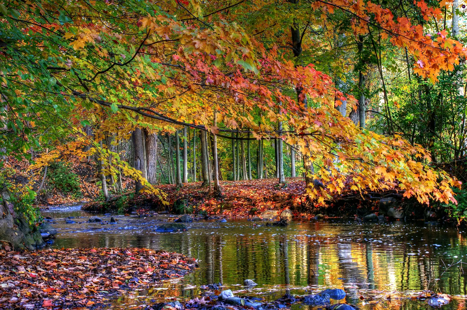 River, autumn, forest