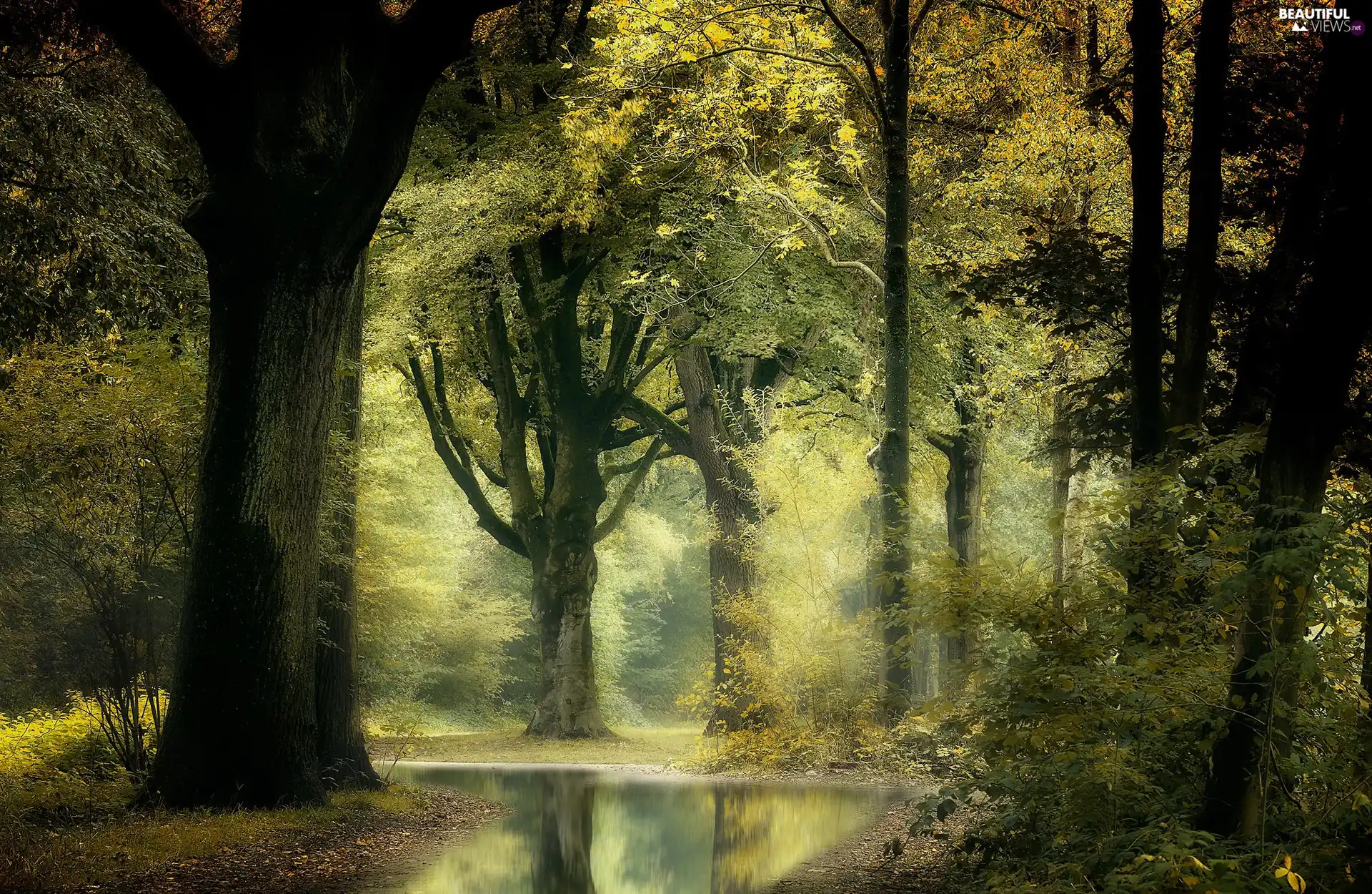 viewes, River, forest, trees, Green