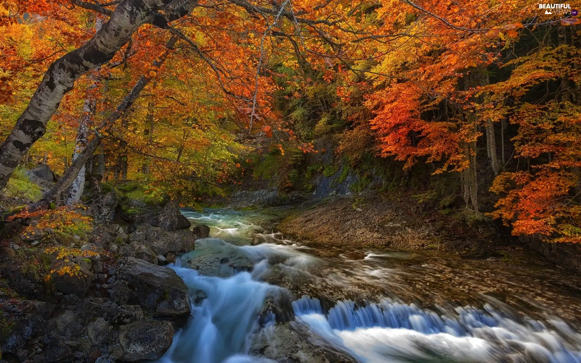 rapid, autumn, Stones, River, stream, forest