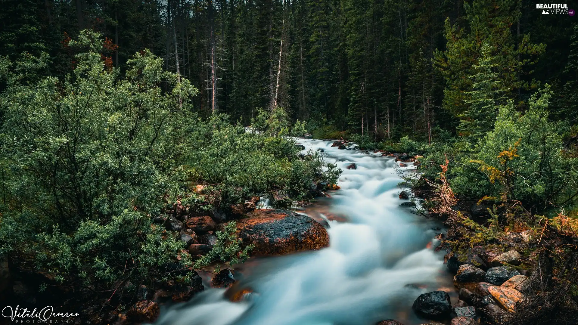 forest, Stones, VEGETATION, River