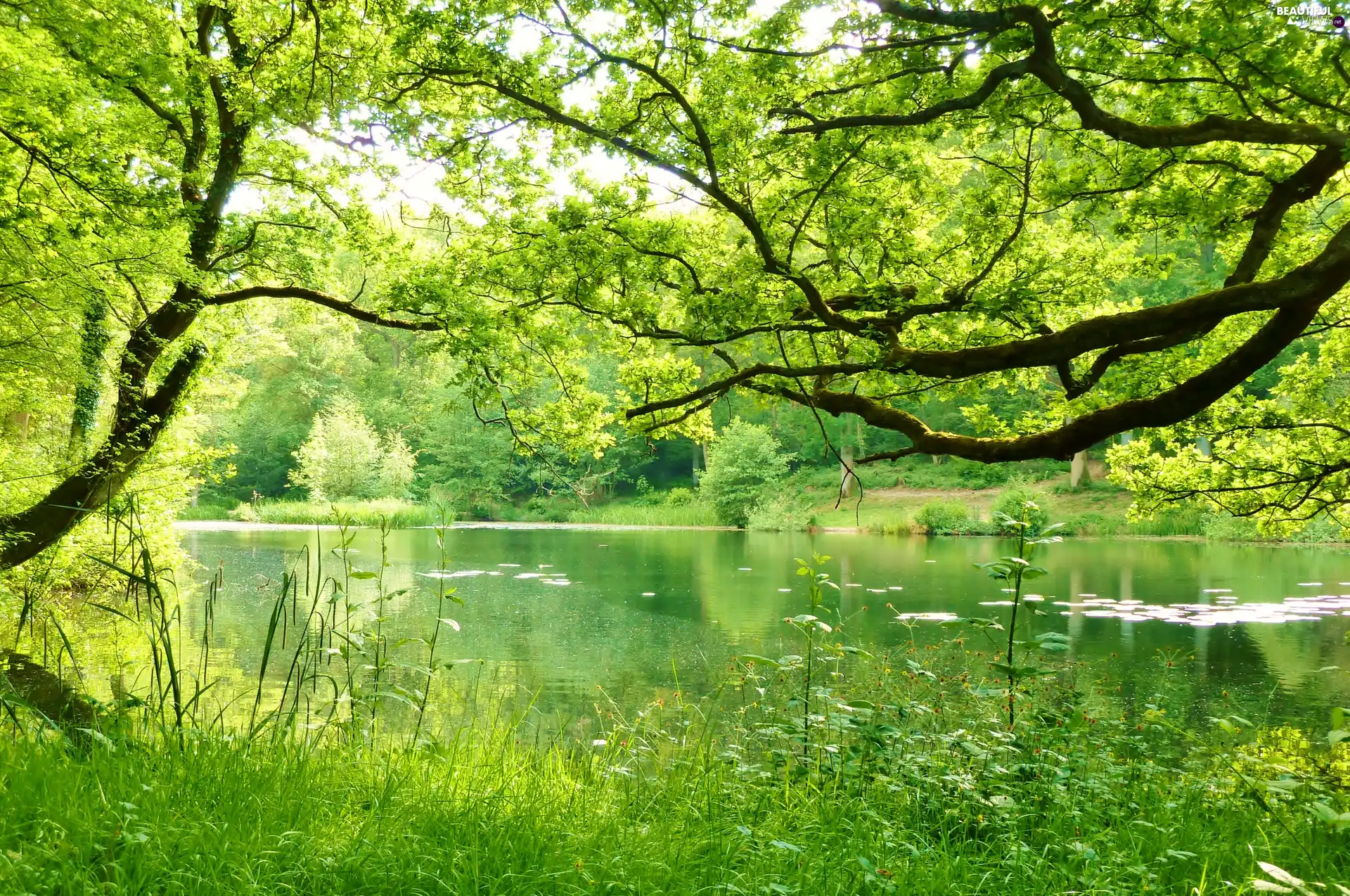 forest, viewes, River, trees