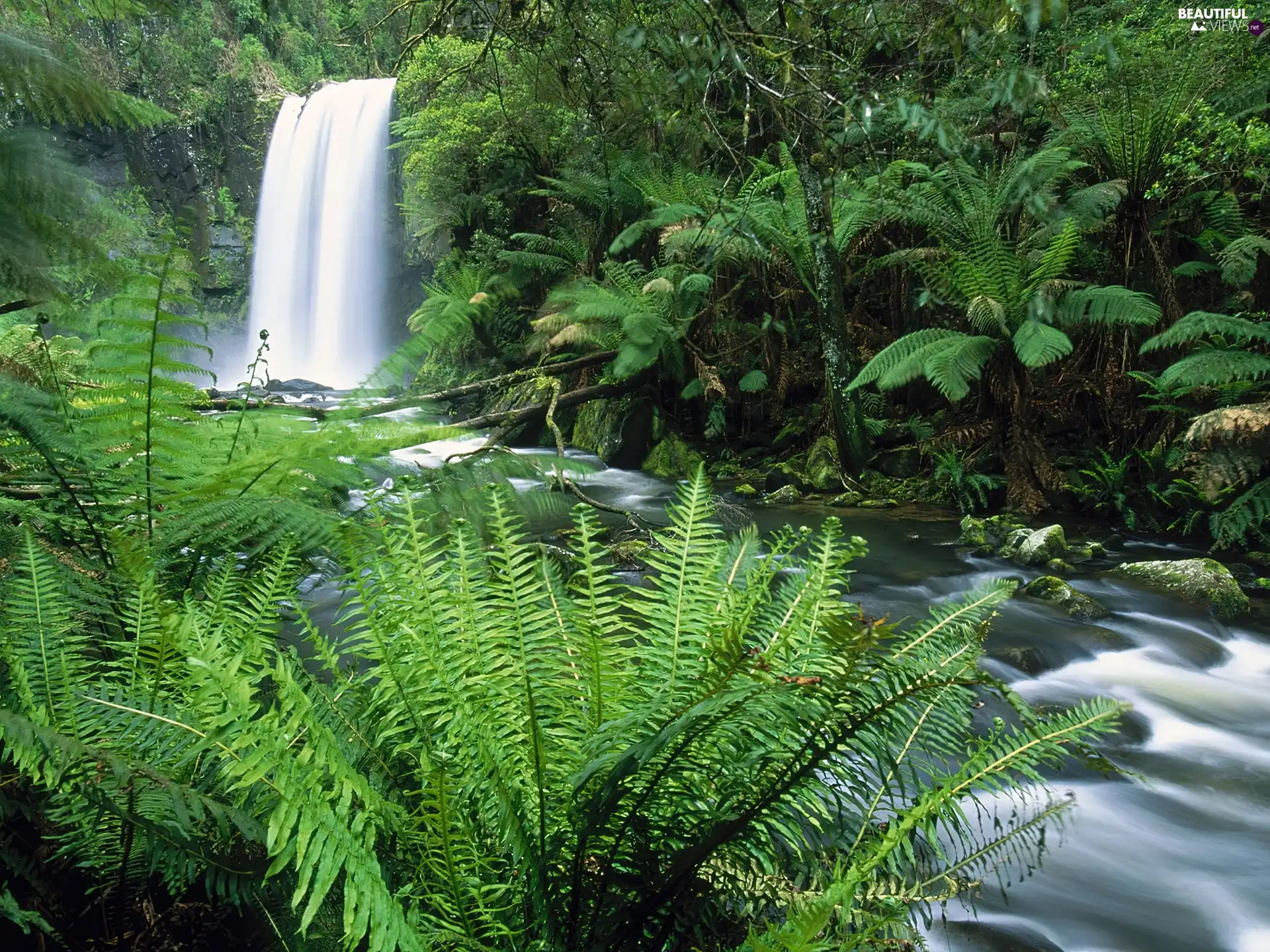 River, landscape, jungle