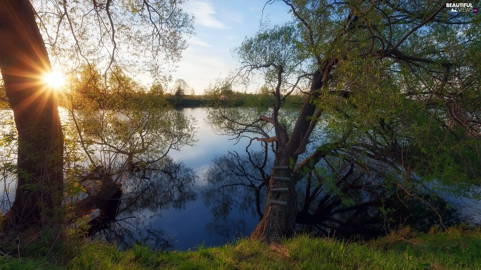 viewes, rays of the Sun, spreading, trees, River