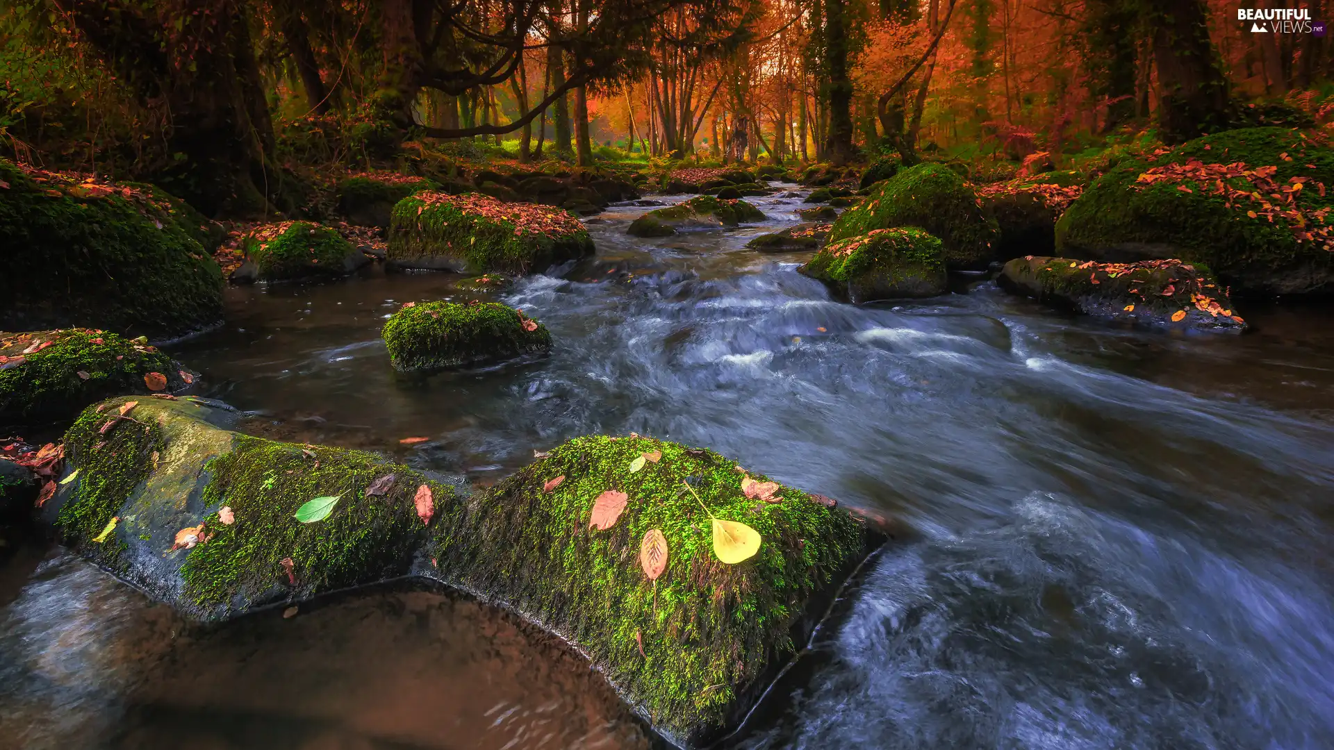 River, Brittany, forest, Leaf, trees, France, River Rance, autumn, Stones, viewes