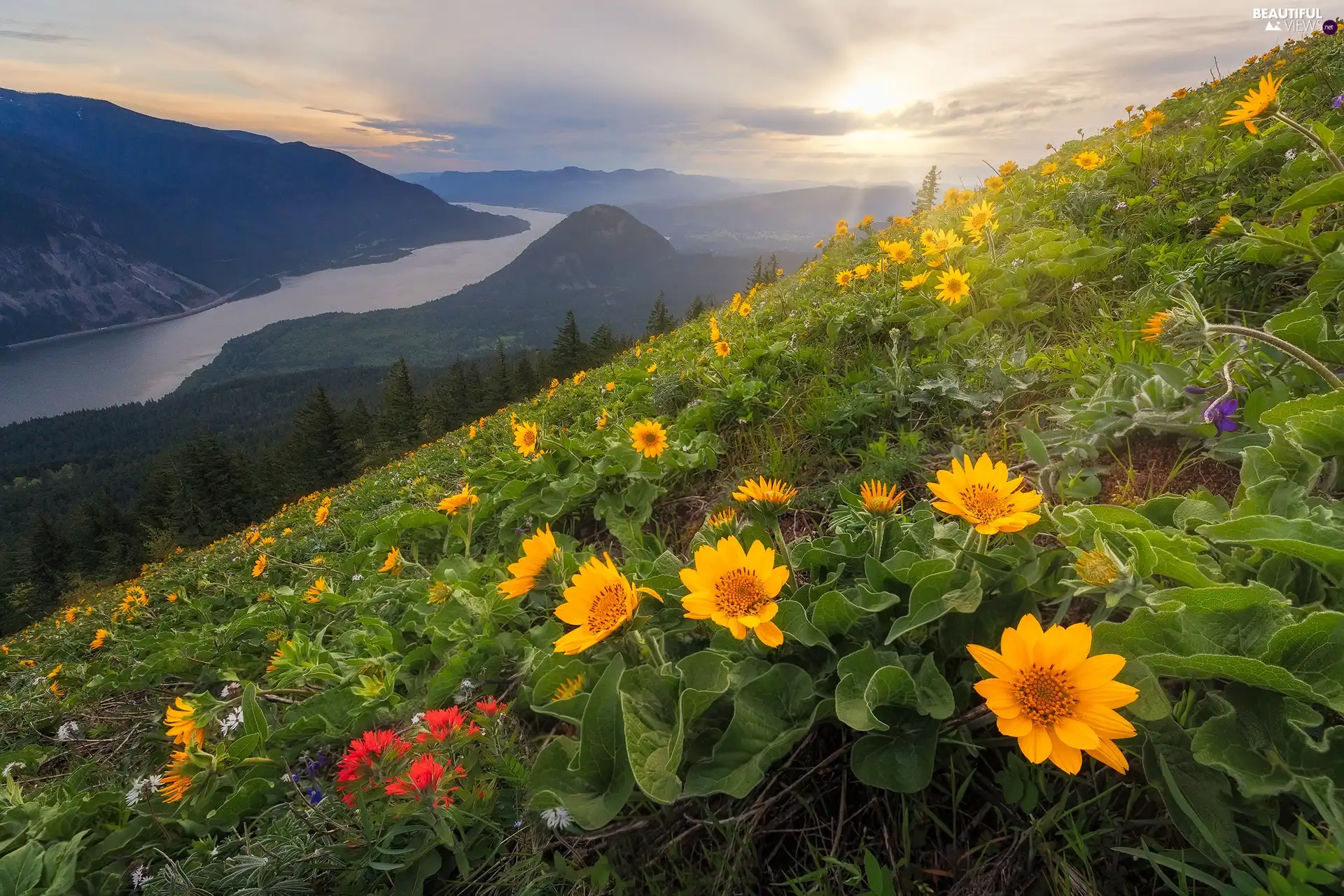 Washington State, The United States, Columbia River Gorge Nature Reserve, Cascade Mountains, Sunrise, Meadow, Hill-side, Balsamroots Flowers, Columbia River