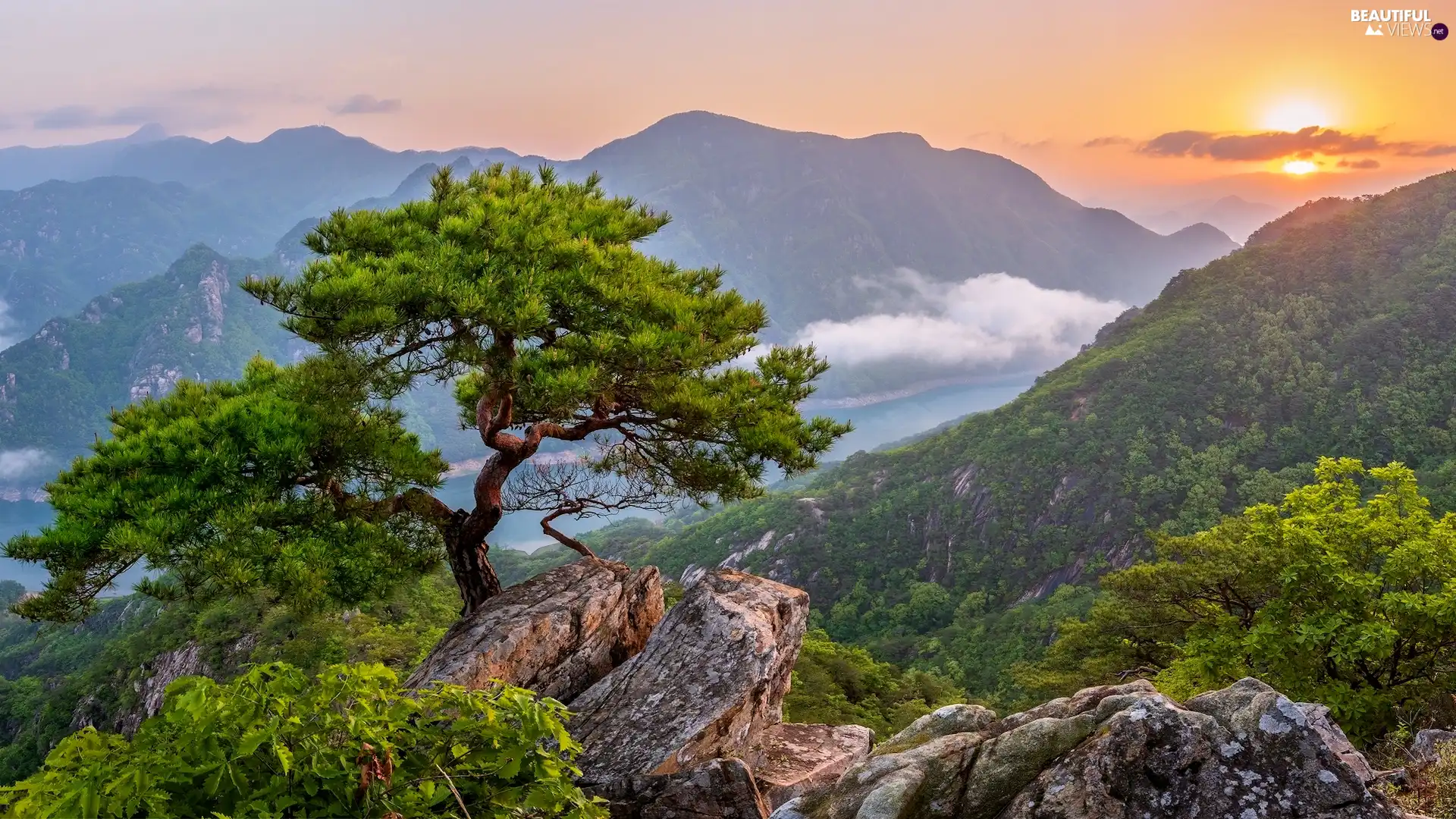 River, trees, South Korea, pine, Sunrise, rocks, Mountains, Fog