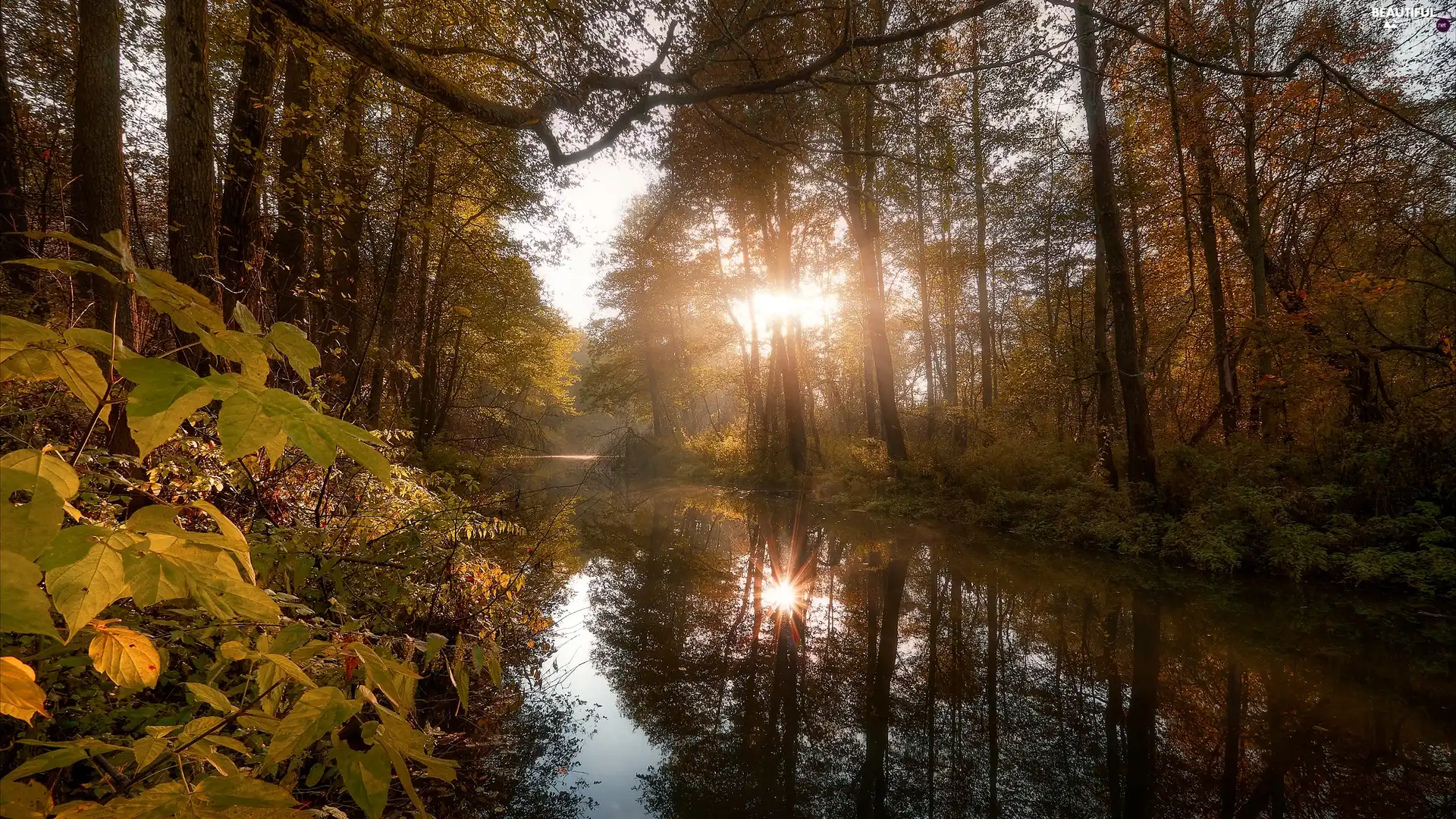 River, trees, Plants, viewes, forest, light breaking through sky, reflection