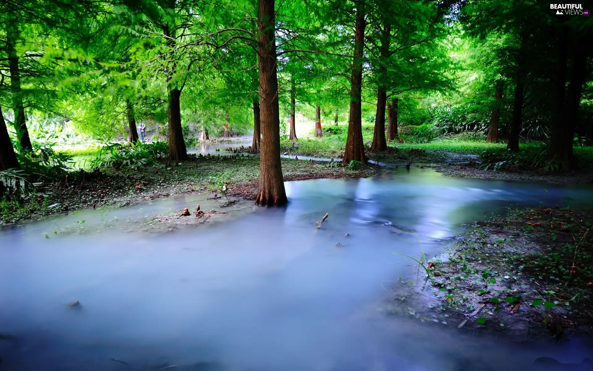 Spring, spilled, River, forest