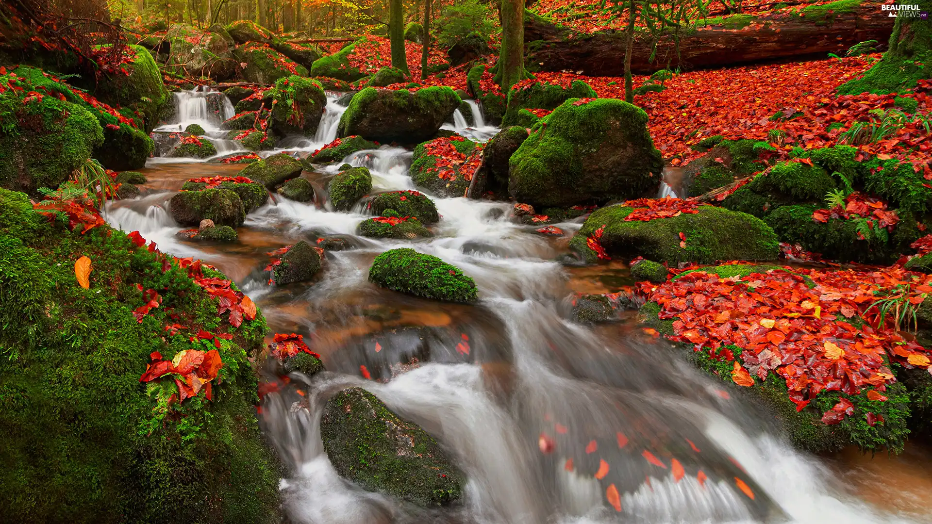 viewes, fallen, Stones, Leaf, mossy, trees, forest, River