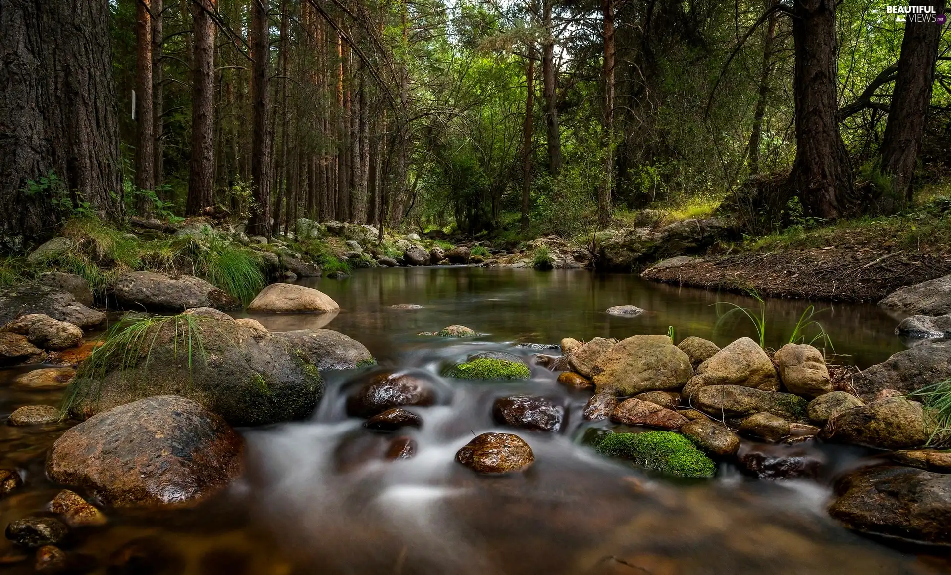 River, Stones, trees, viewes, forest