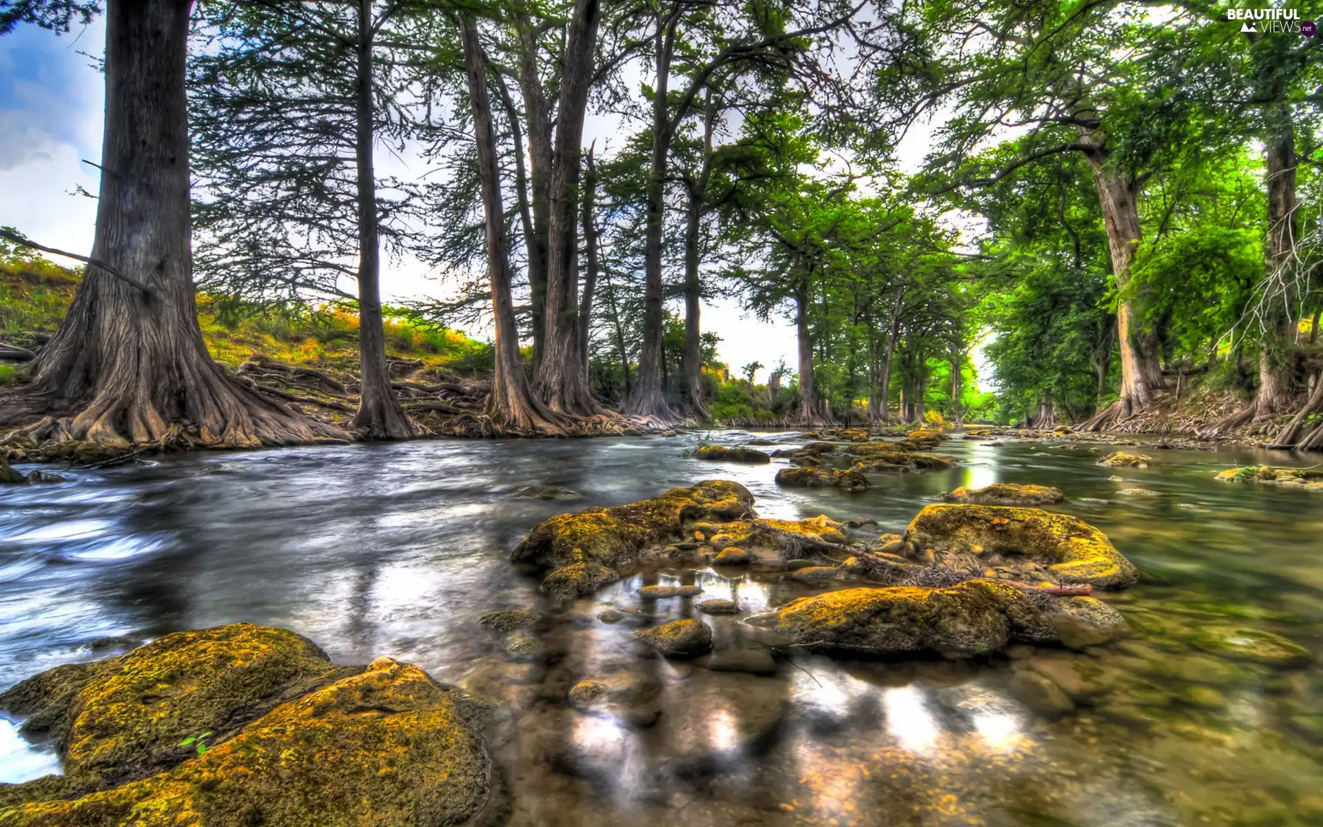 River, forest, Stones