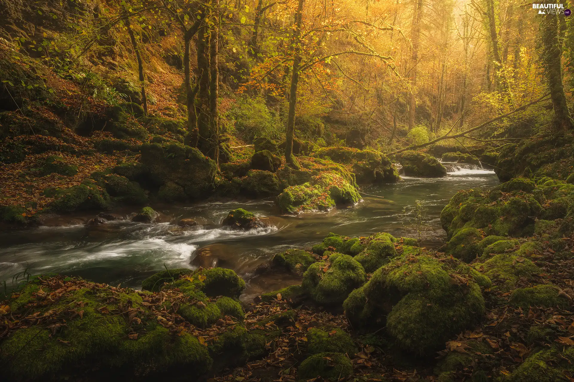 trees, viewes, Stones, Leaf, mossy, forest, autumn, River