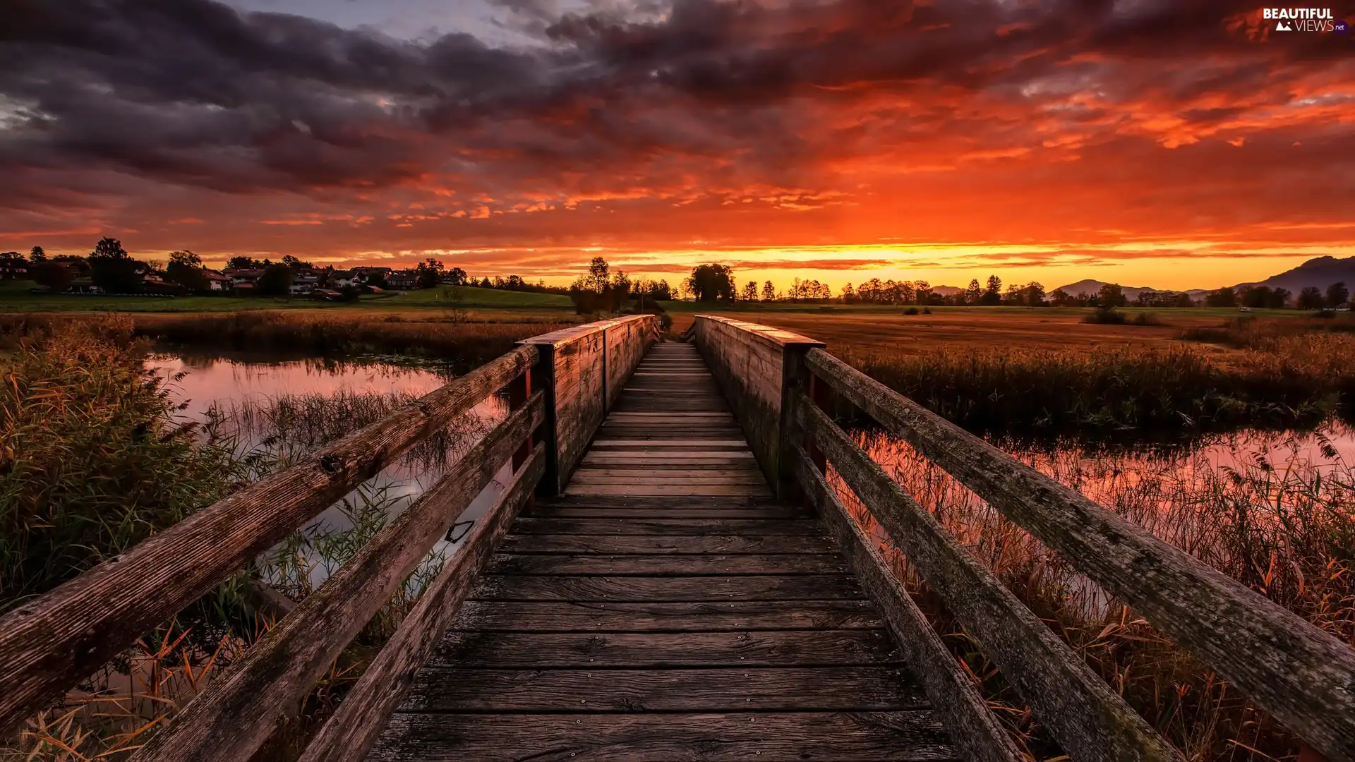trees, viewes, bridge, River, Great Sunsets