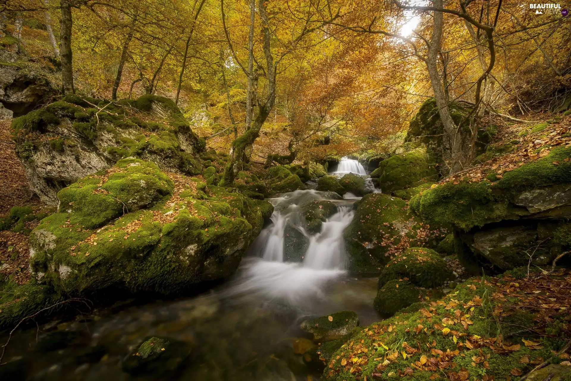 River, forest, mossy, rocks, Leaf, autumn, trees, viewes, Stones