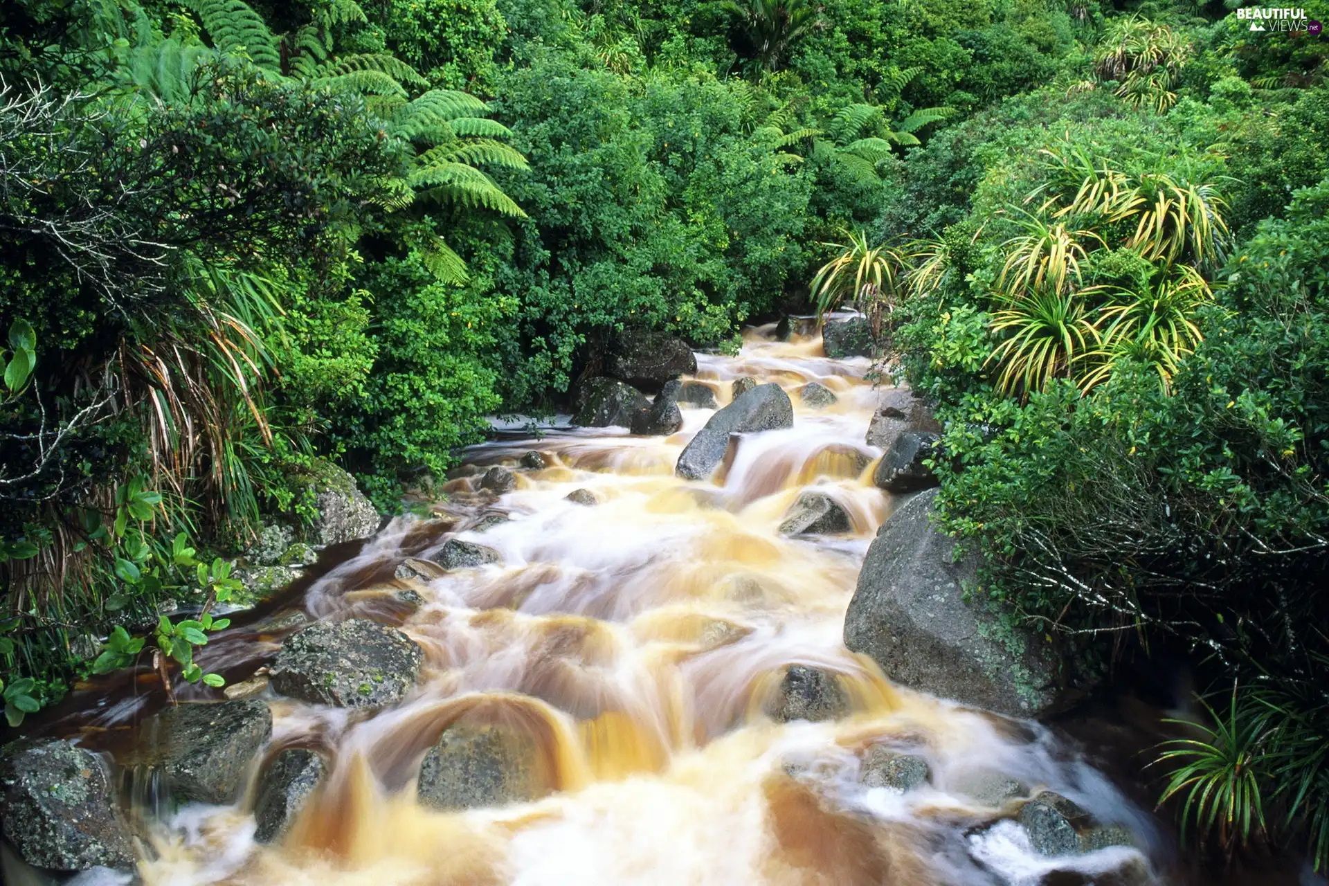 trees, rocks, River, viewes