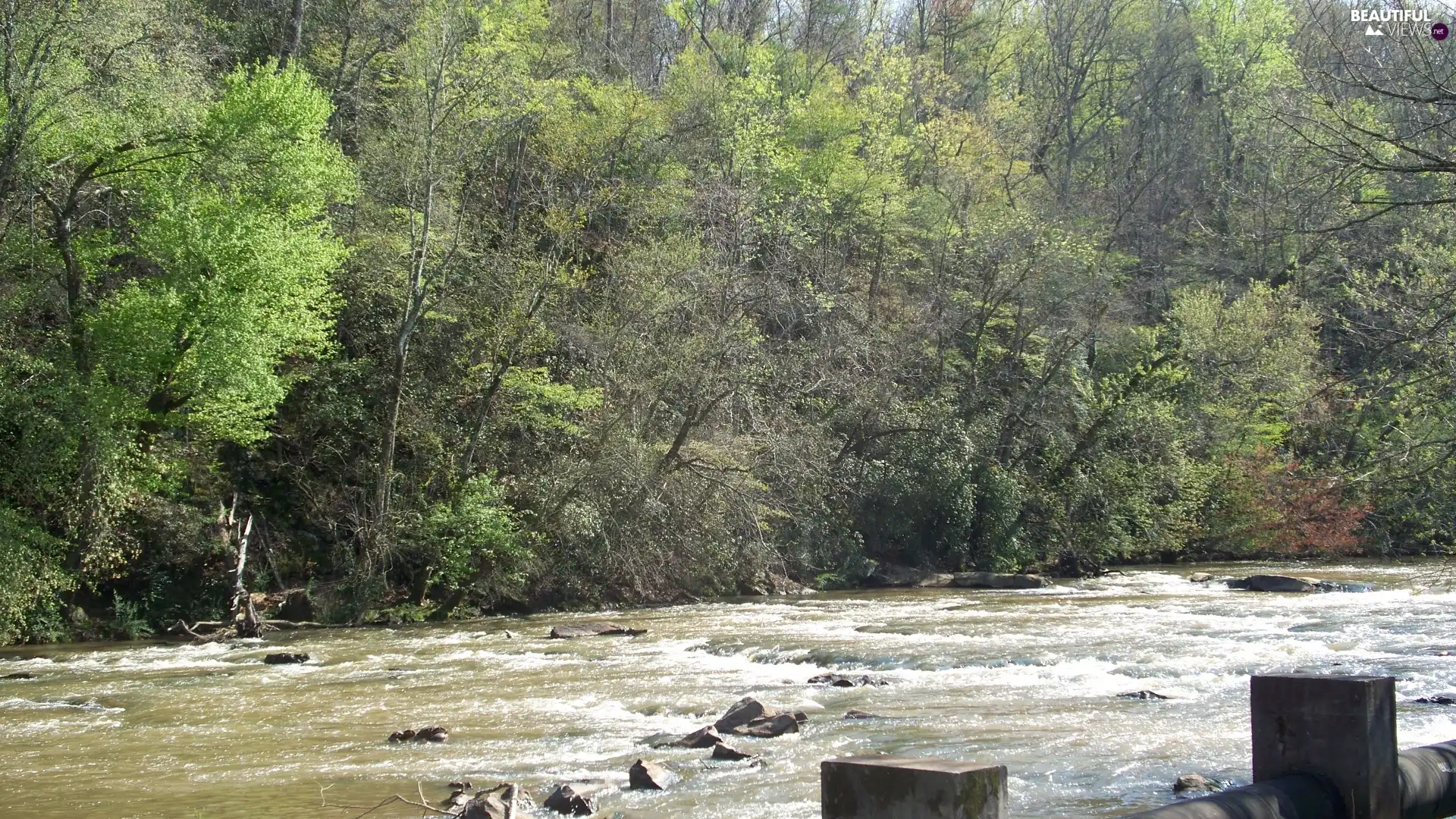 trees, tear, River, viewes