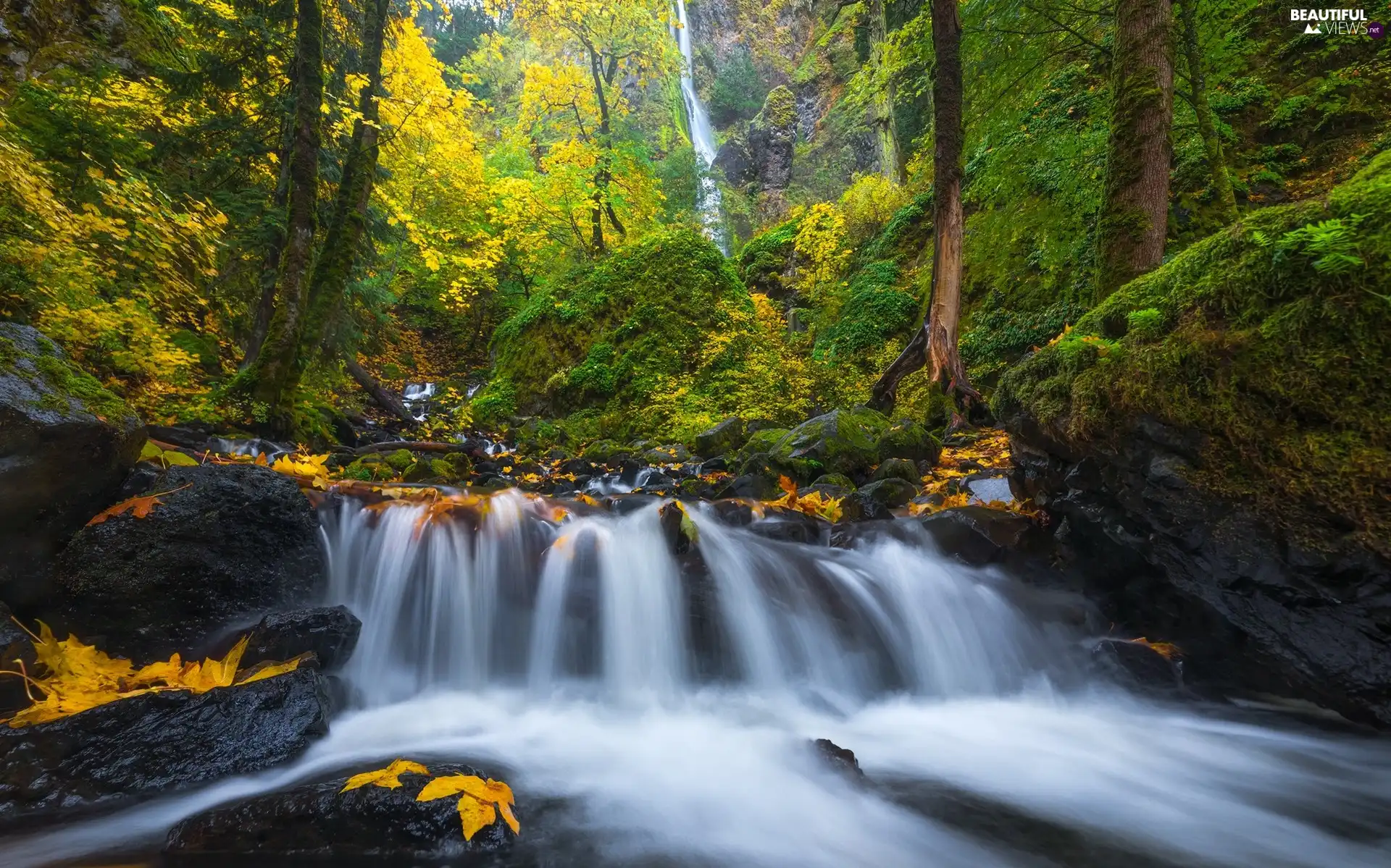 River, forest, River Threshold, rocks, Leaf, autumn, trees, viewes, Stones