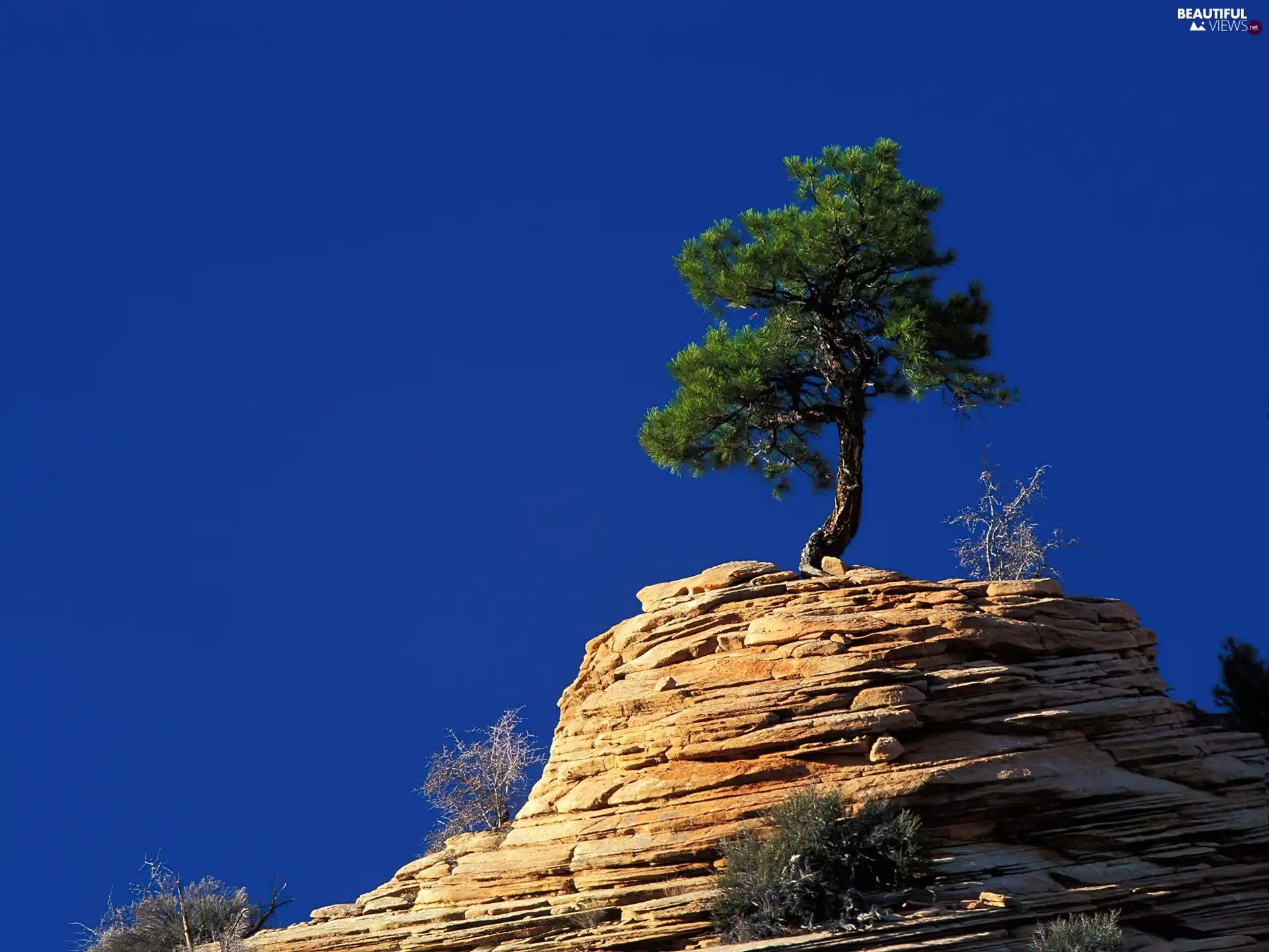 sapling, an, Rock, growing