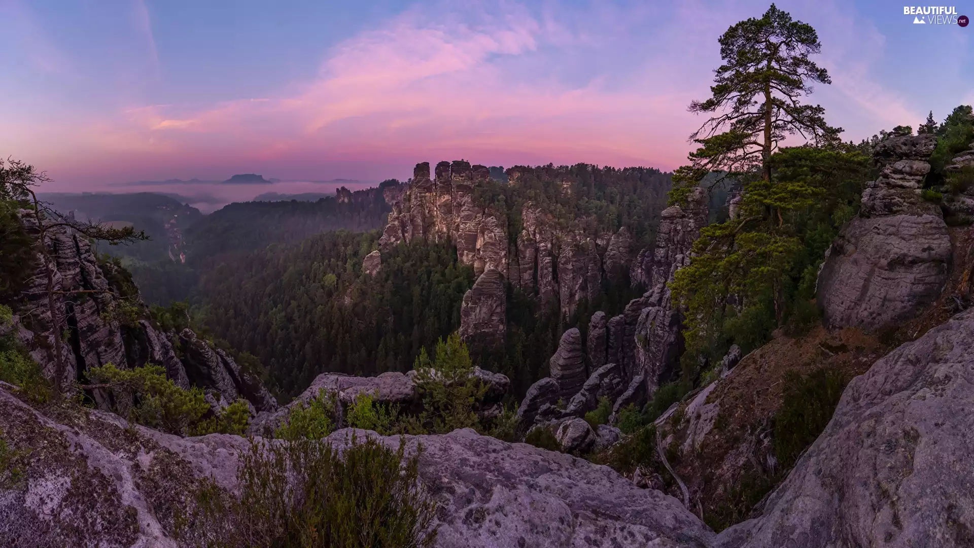 viewes, pine, Germany, Rock Formations, Děčínská vrchovina, trees, rocks, Saxon Switzerland National Park