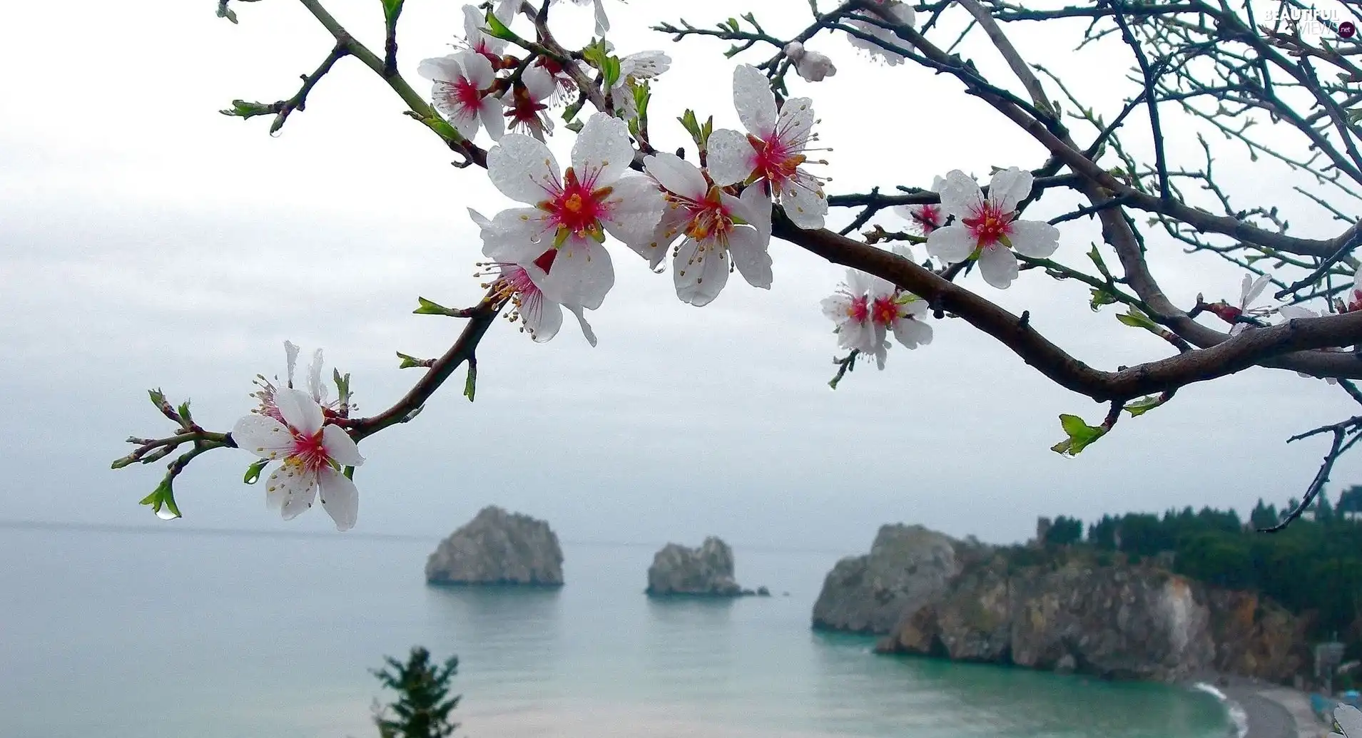 flower, lake, rocks, trees