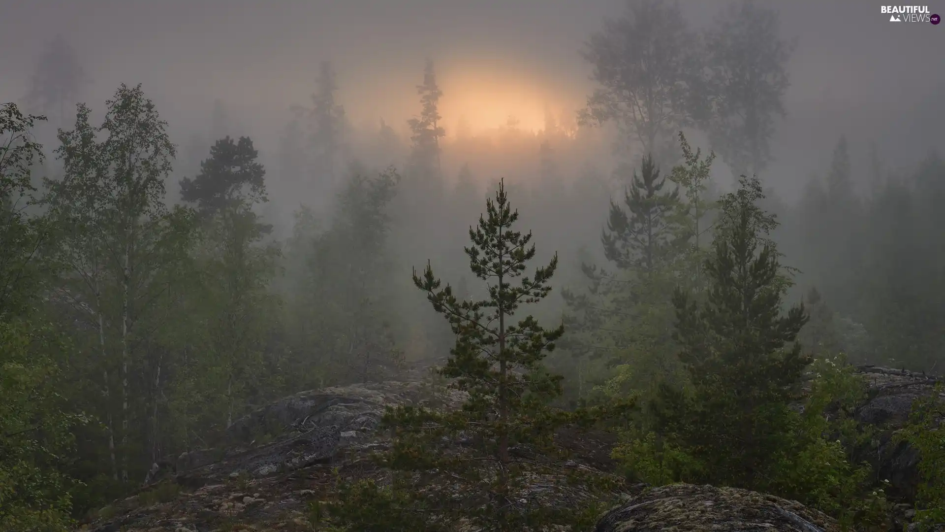 rocks, forest, Fog