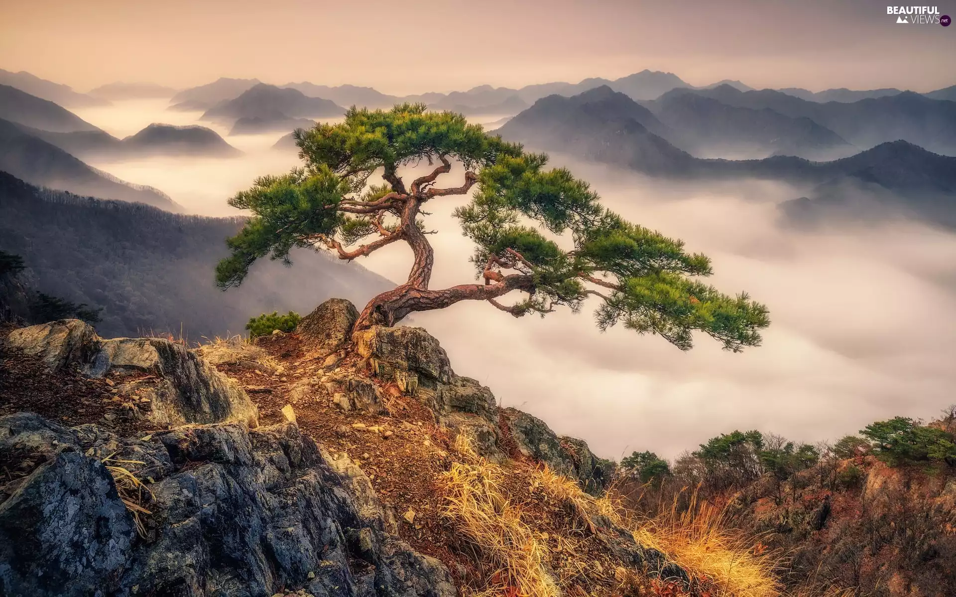 pine, rocks, Fog, trees, Mountains