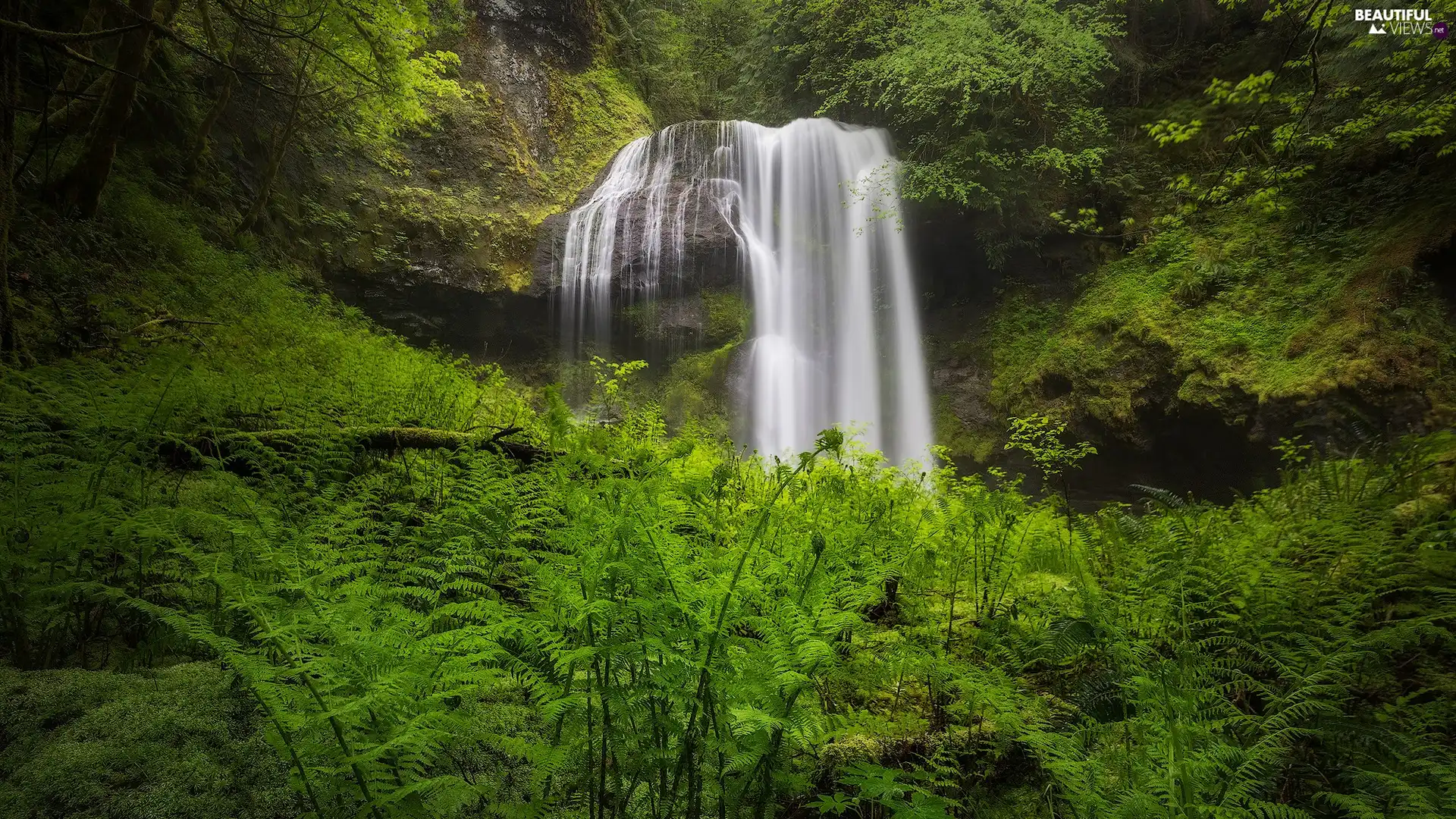 forest, waterfall, fern, rocks