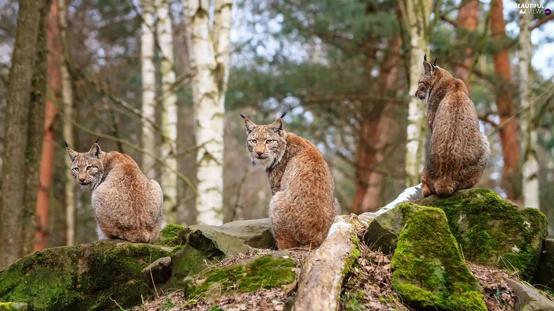 rocks, lynx, forest