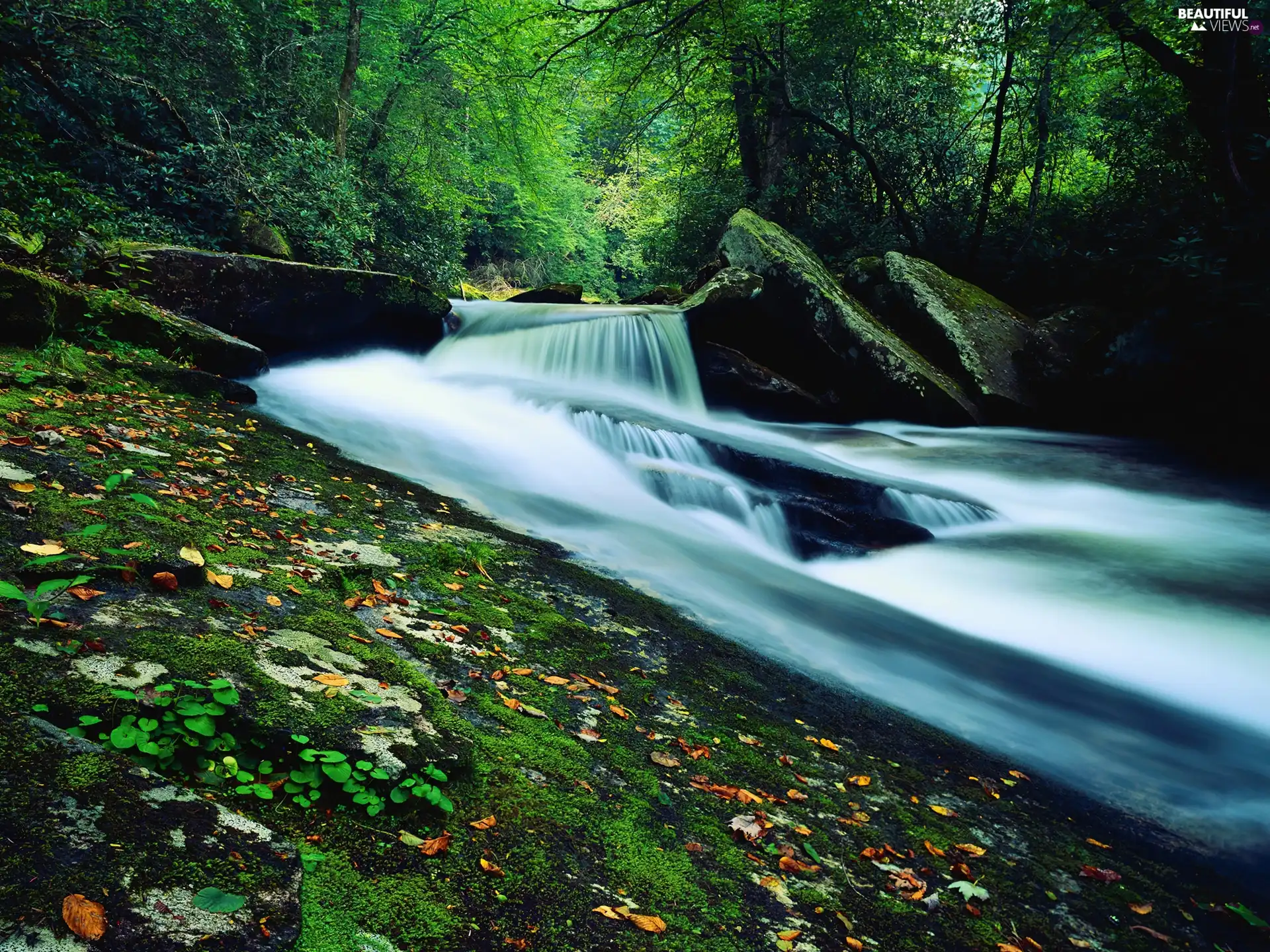 forest, waterfall, rocks, River