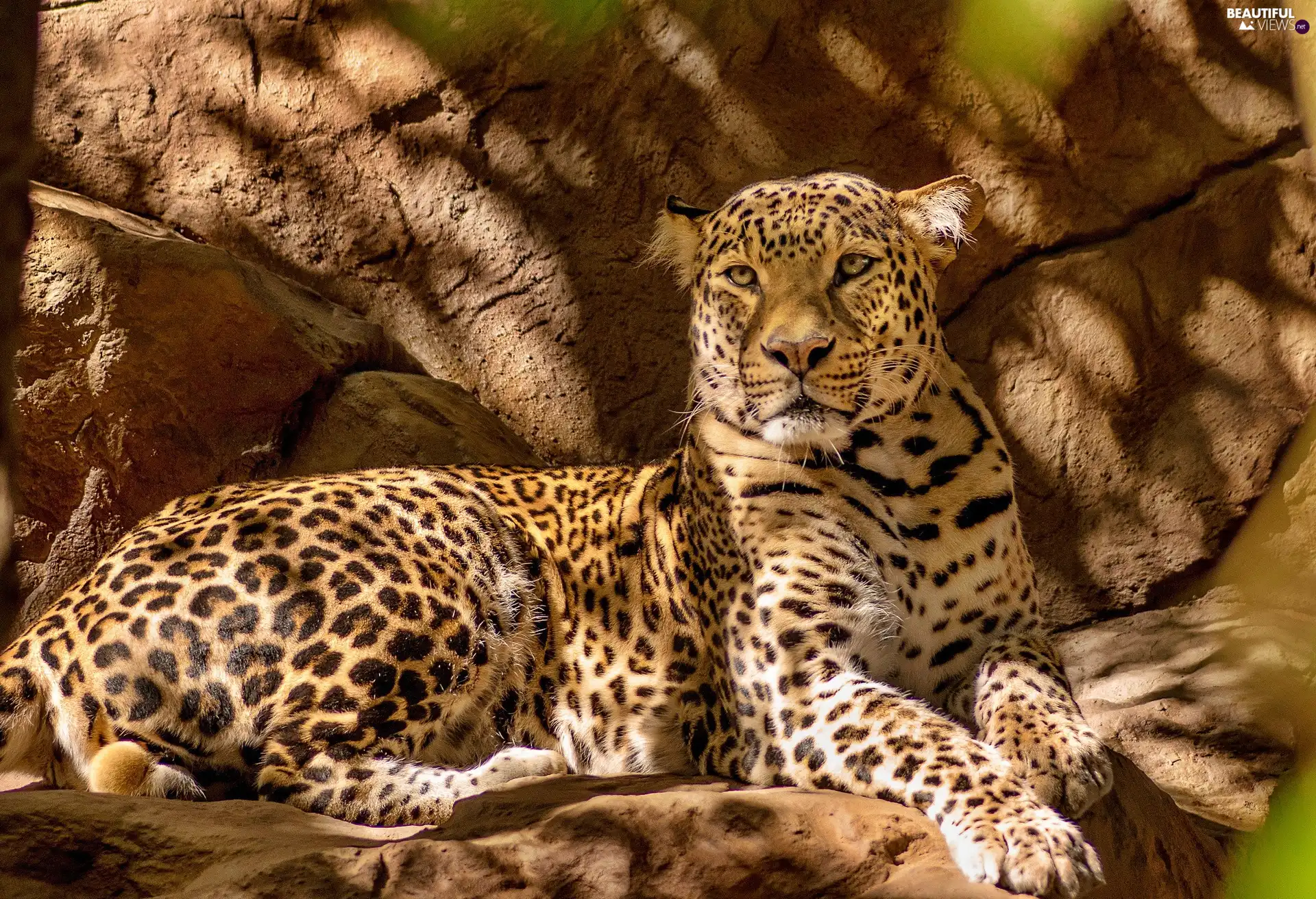 Leopards, rocks