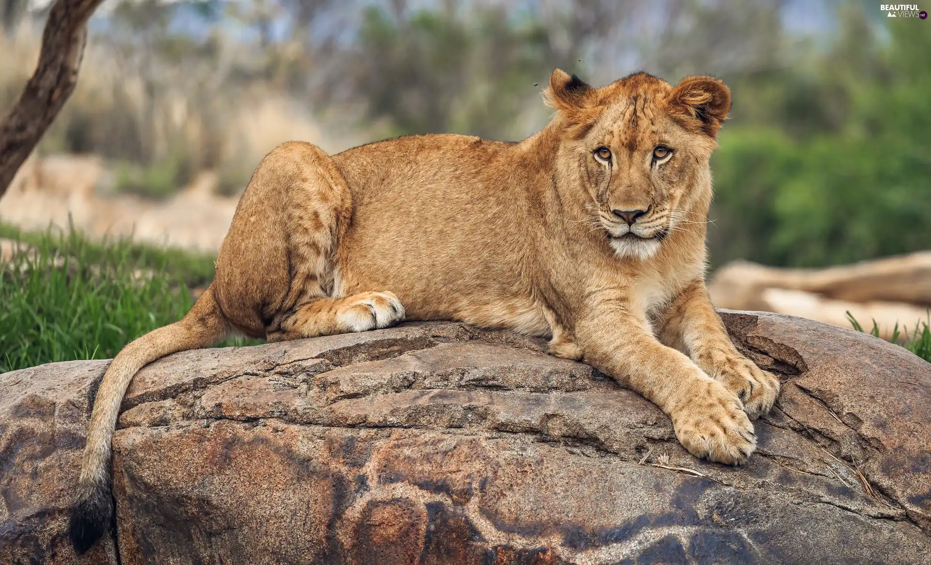 Rocks, laying, Lioness