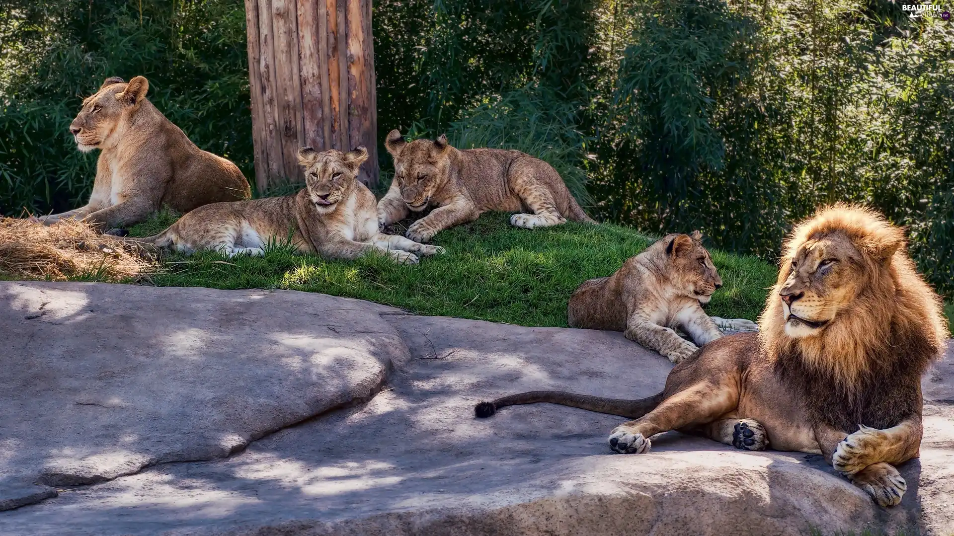 Rocks, Lion, lionesses